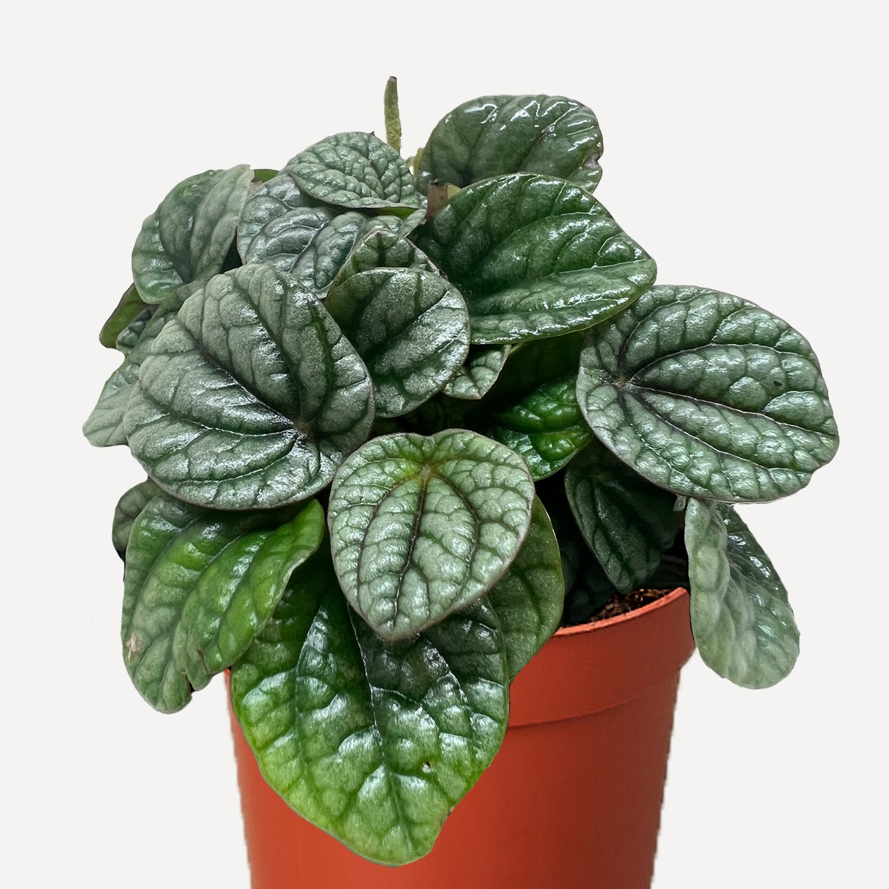 Peperomia Greyhound-Indoor Plants-The Succulent Source