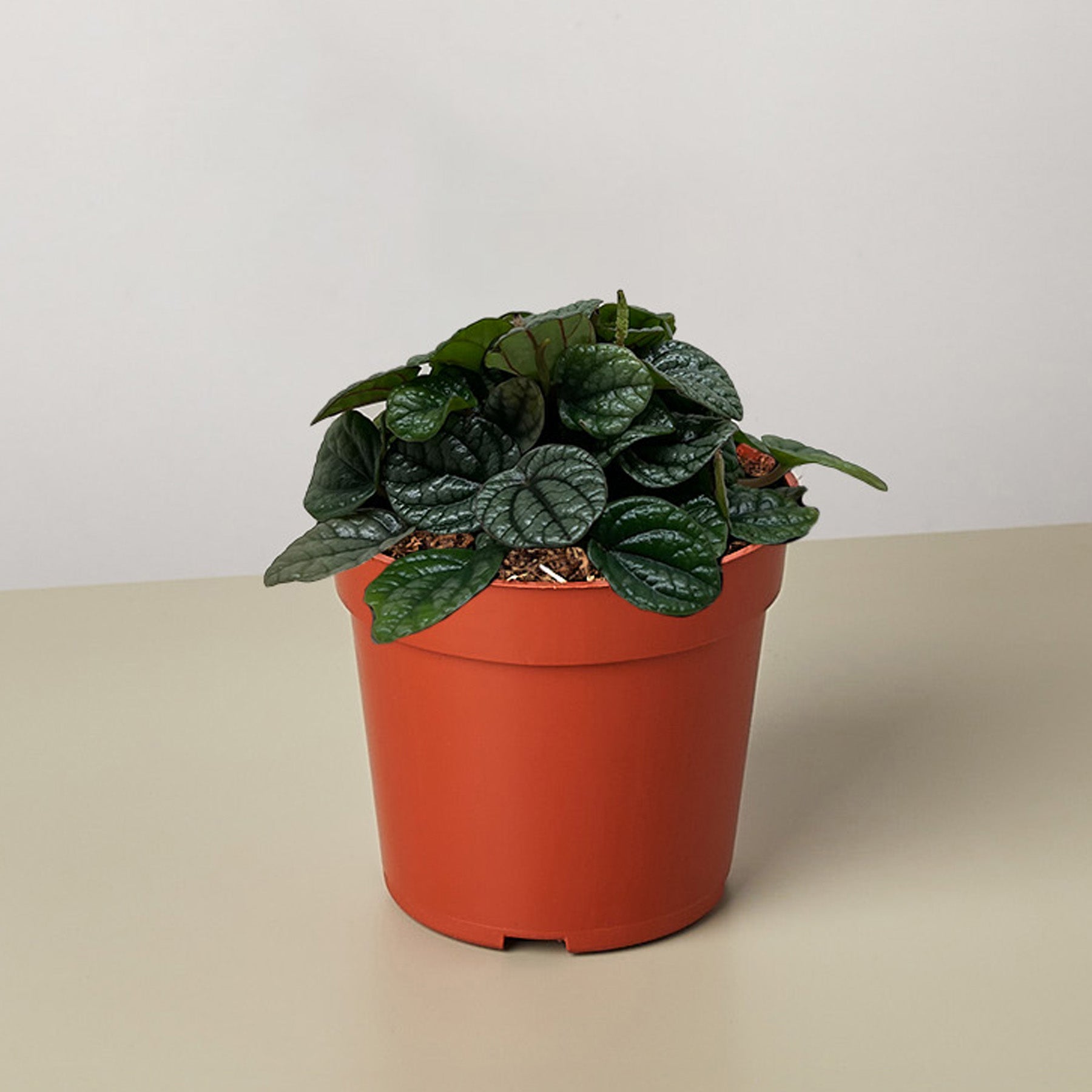 Peperomia Greyhound-Indoor Plants-The Succulent Source
