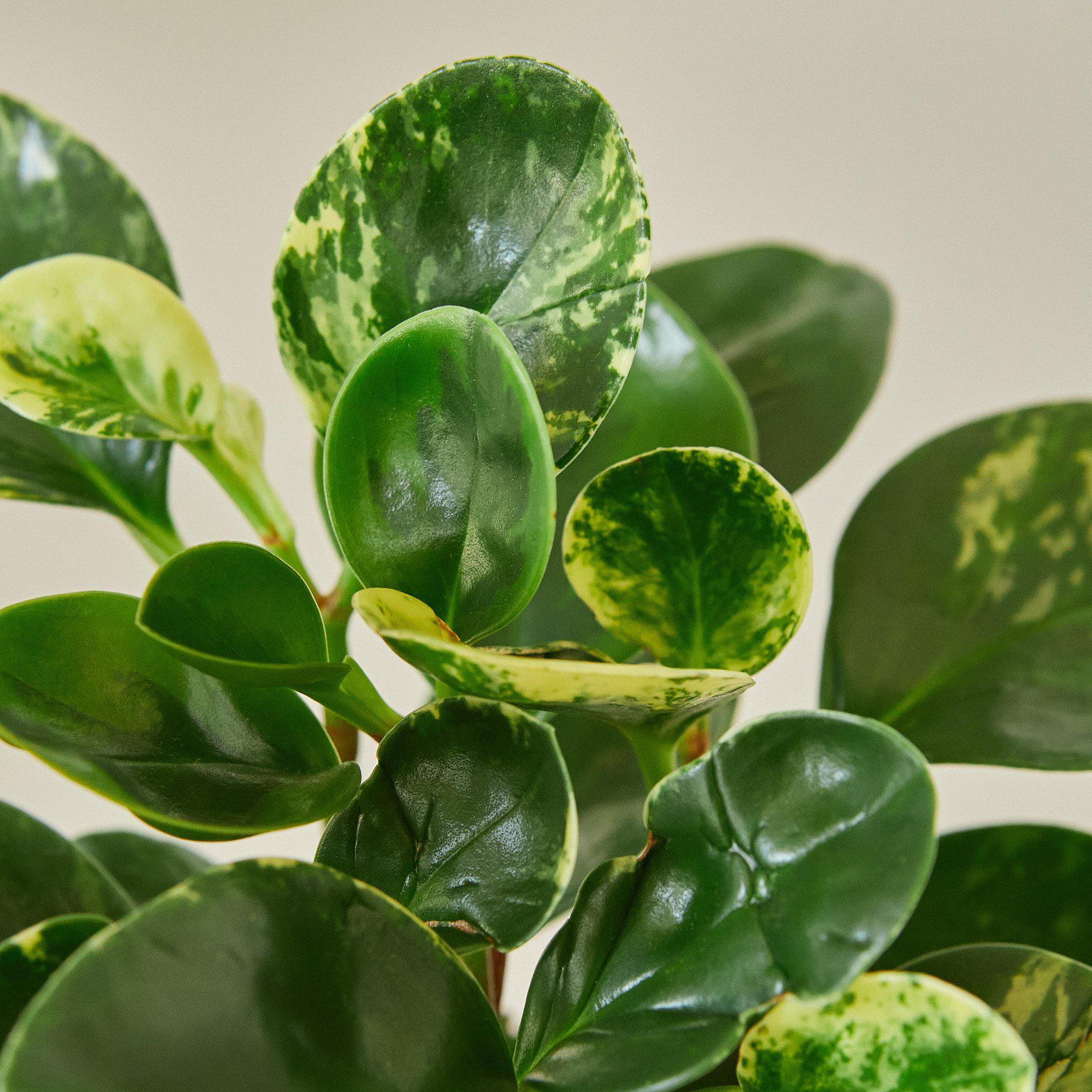 Peperomia 'Marble'-Indoor Plants-The Succulent Source