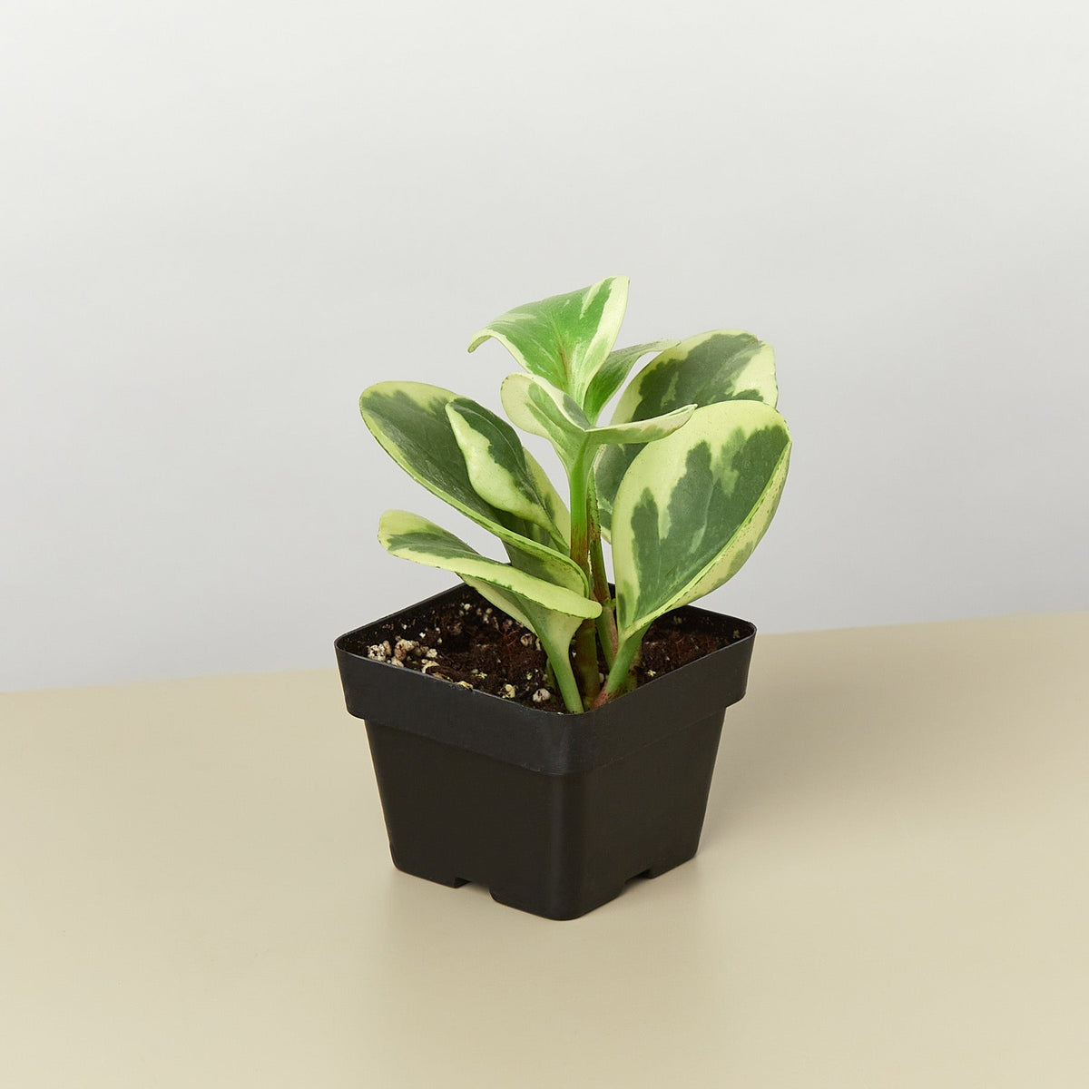 Peperomia 'Marble'-Indoor Plants-The Succulent Source