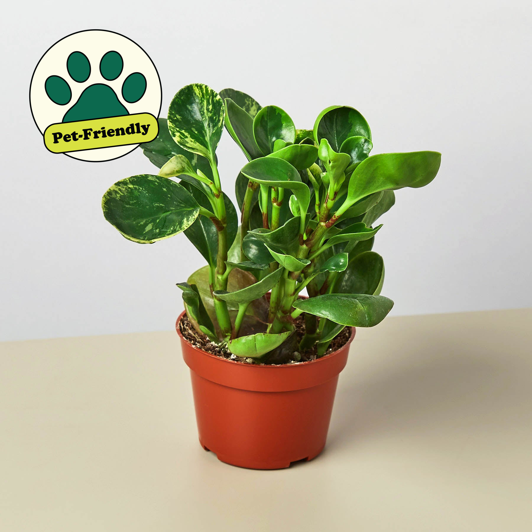 Peperomia 'Marble'-Indoor Plants-The Succulent Source