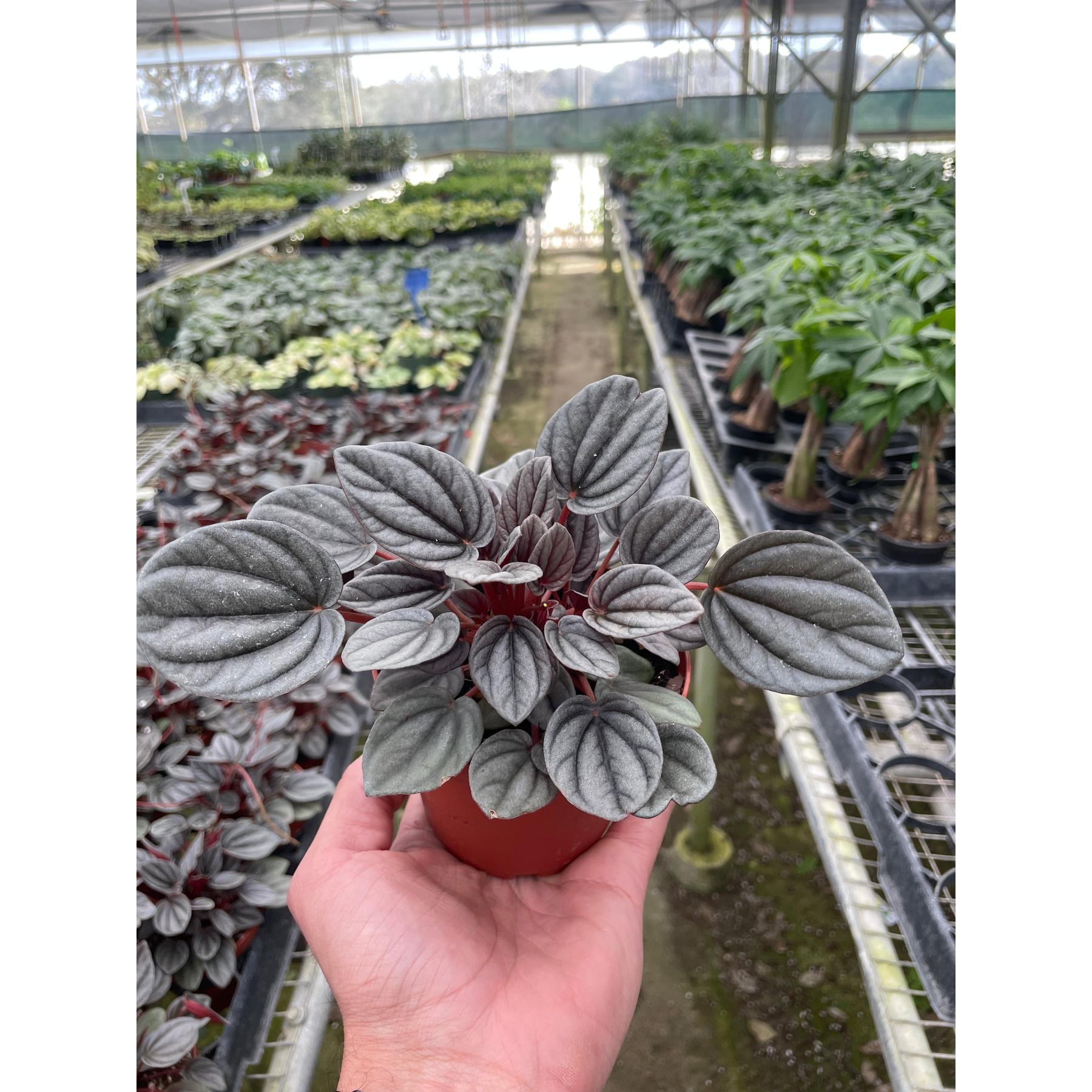 radiator plant succulent Peperomia 'Mendoza'