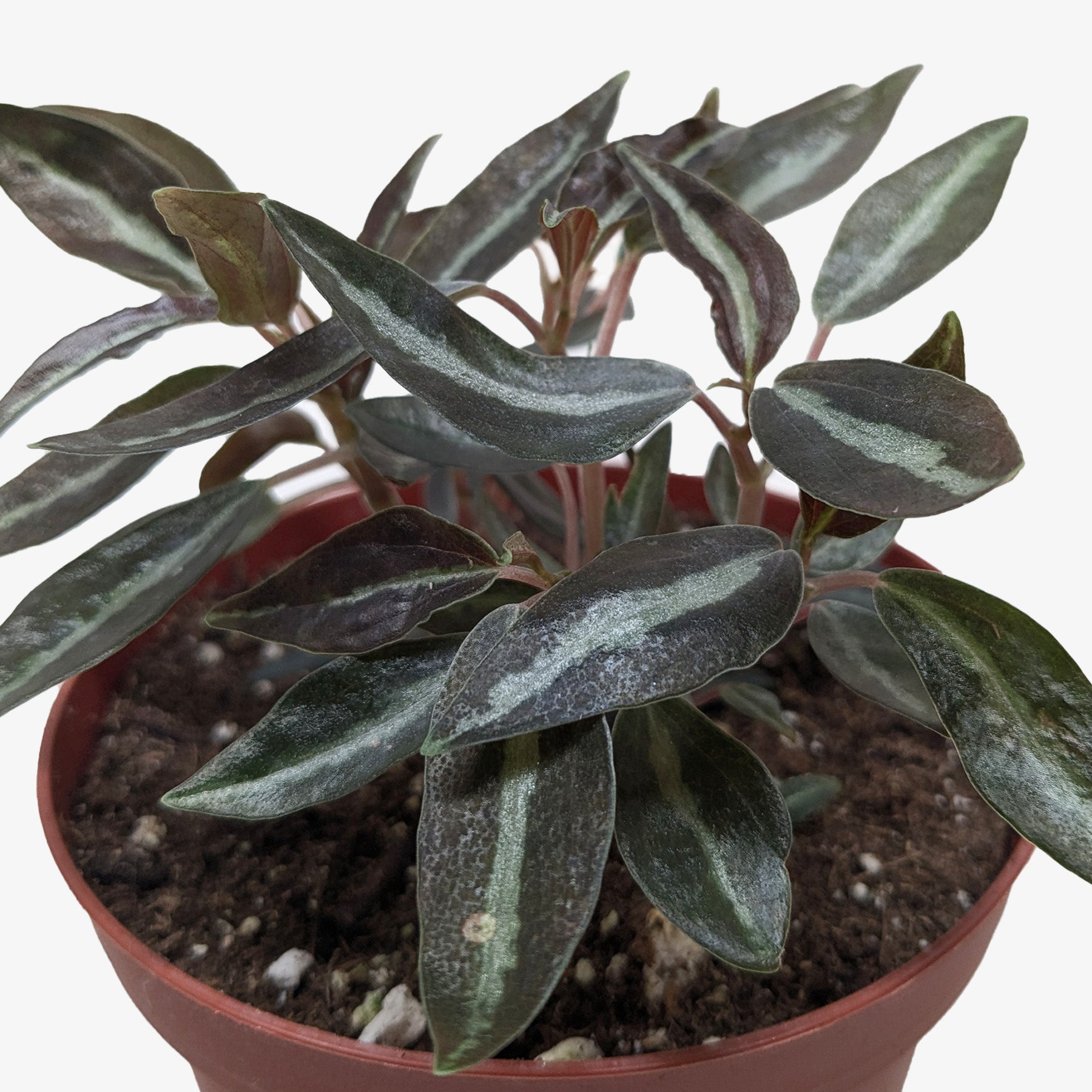 Peperomia 'Metallica'-Indoor Plants-The Succulent Source