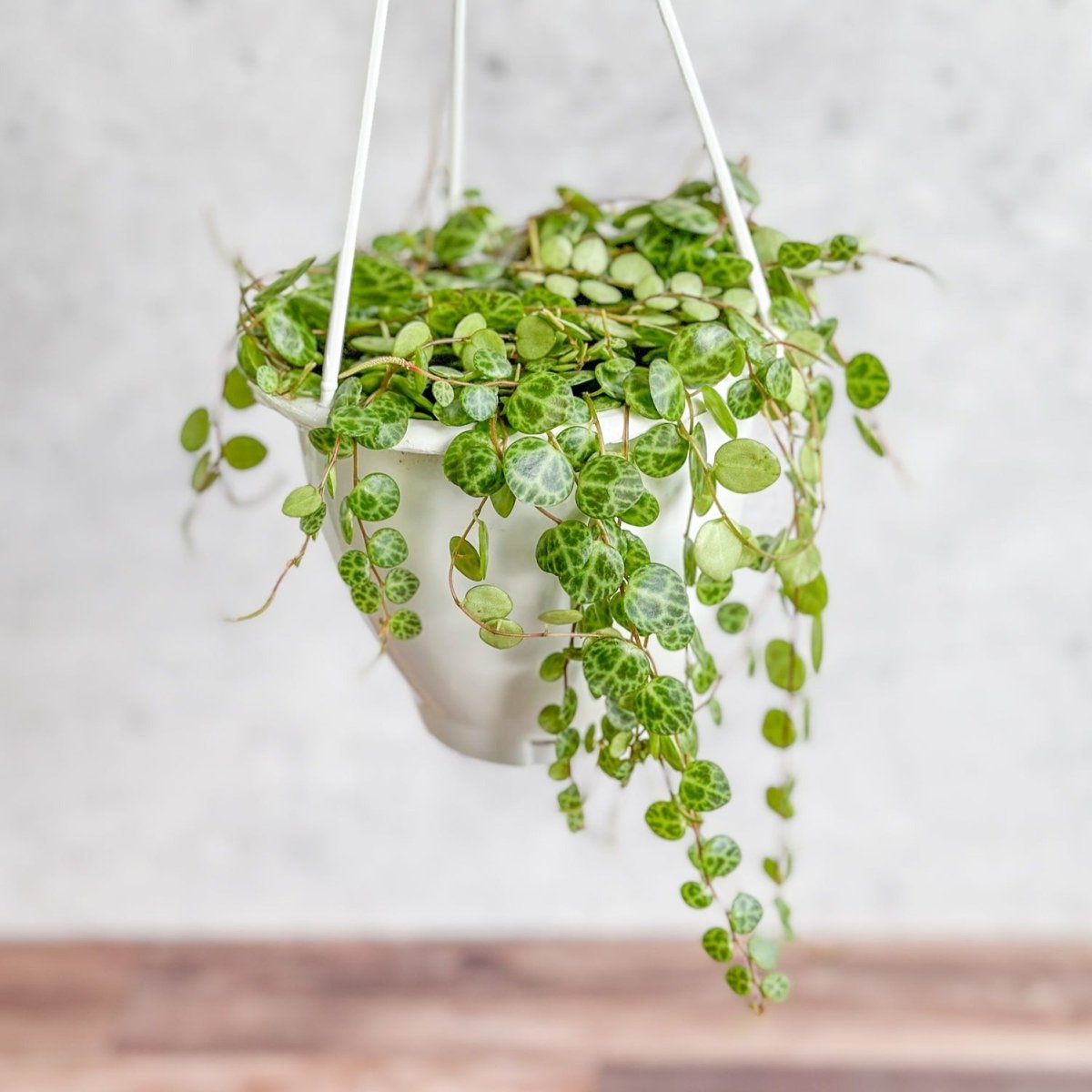 Peperomia Prostrata - ‘String of Turtles’ Hanging Basket-Potted Houseplants-The Succulent Source