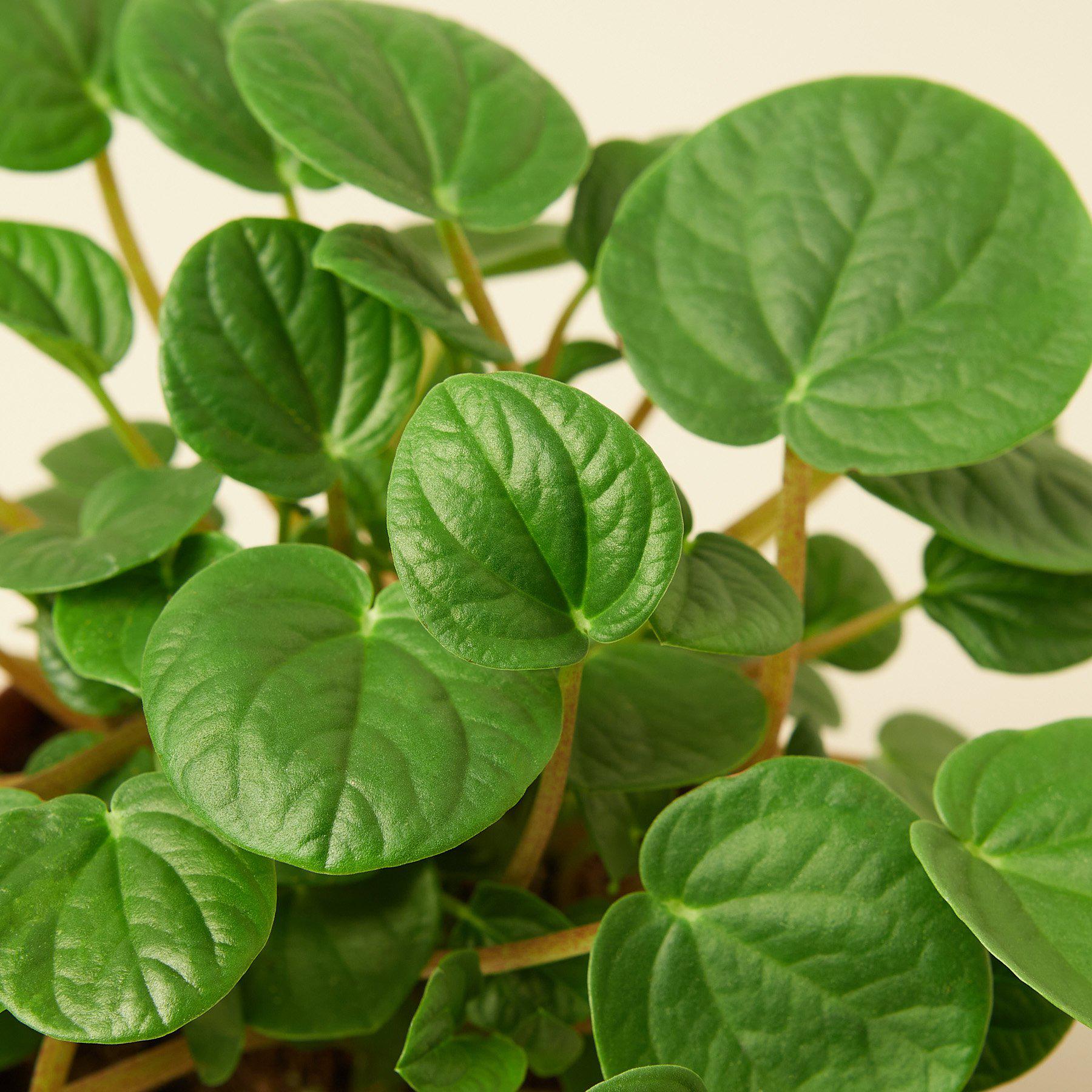 Peperomia 'Rana Verde'-Indoor Plants-The Succulent Source