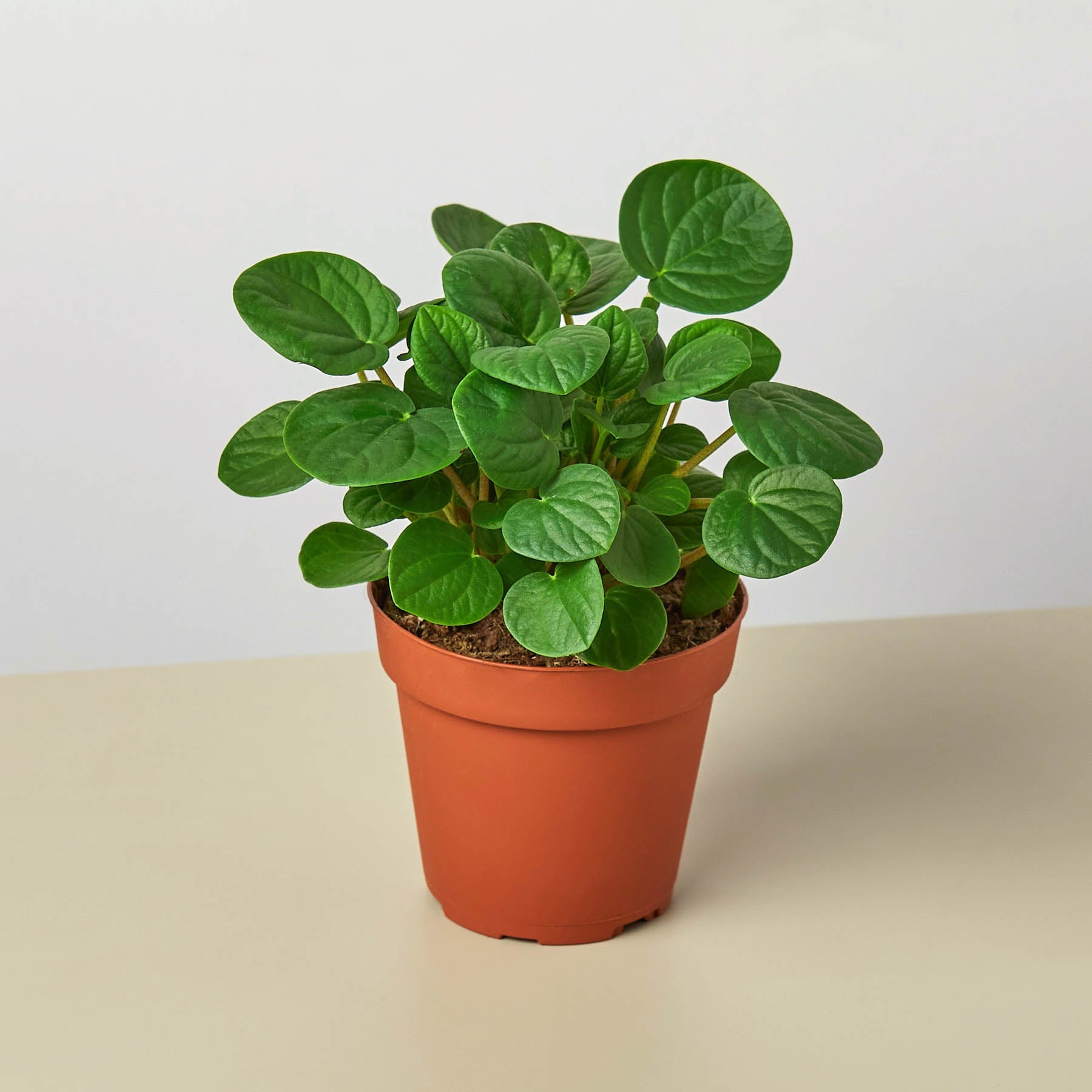 Peperomia 'Rana Verde'-Indoor Plants-The Succulent Source