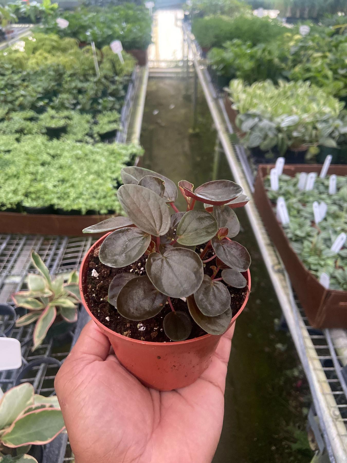 Peperomia 'Rugosa'-Indoor Plants-The Succulent Source