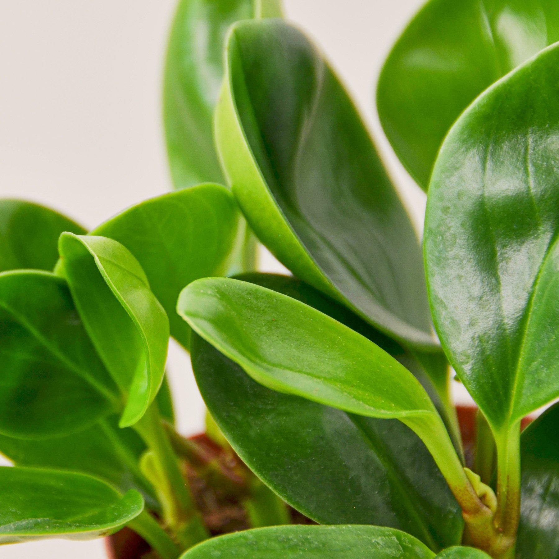 Peperomia Thailand-Indoor Plants-The Succulent Source