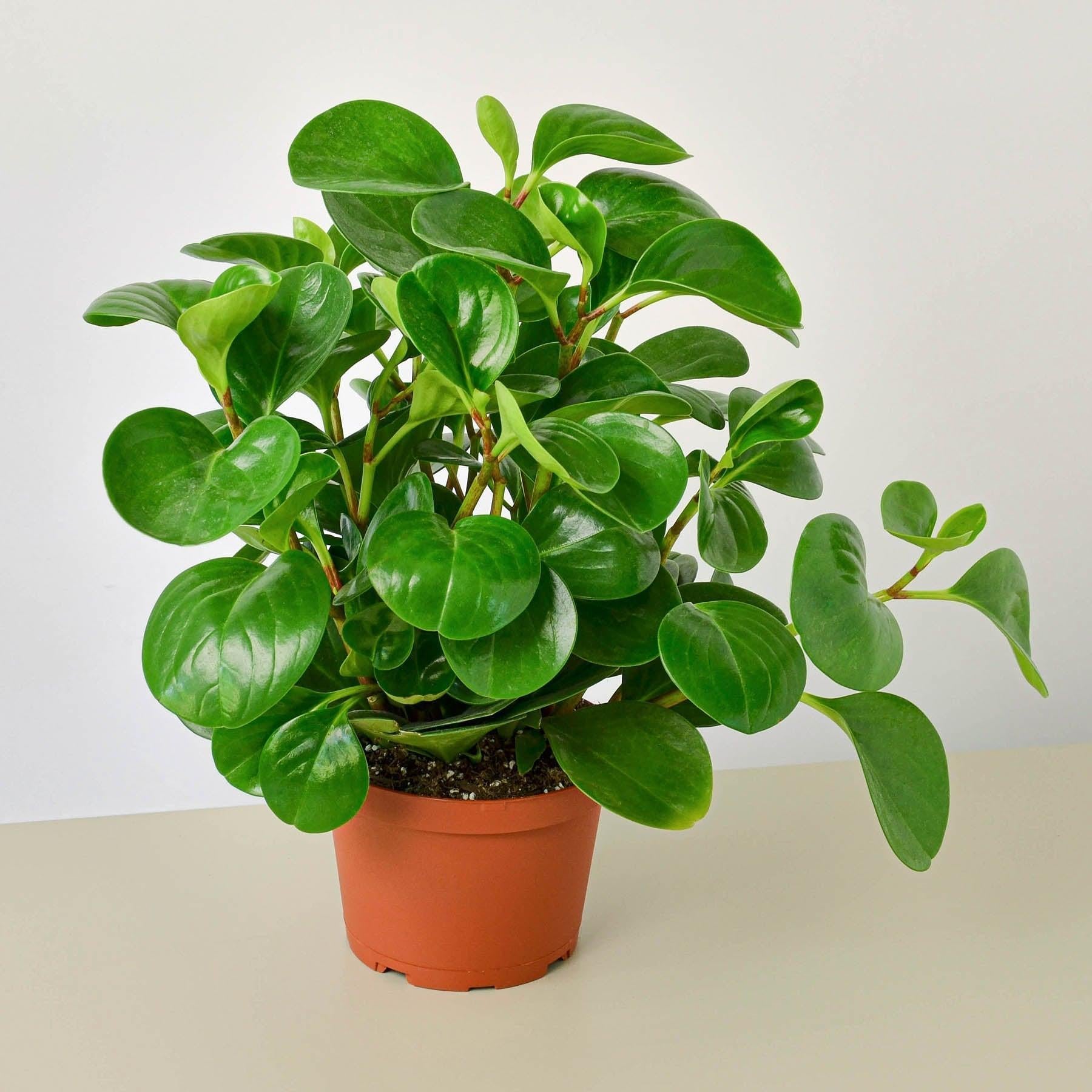 Peperomia Thailand-Indoor Plants-The Succulent Source