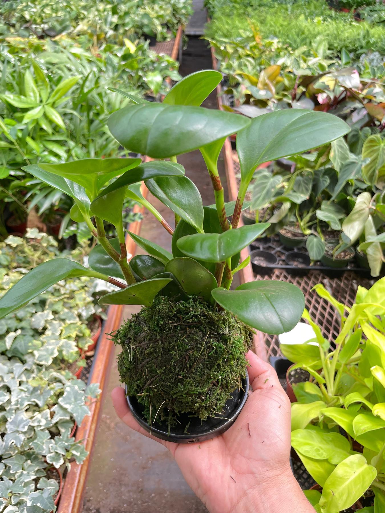 Peperomia Thailand Kokedama-The Succulent Source