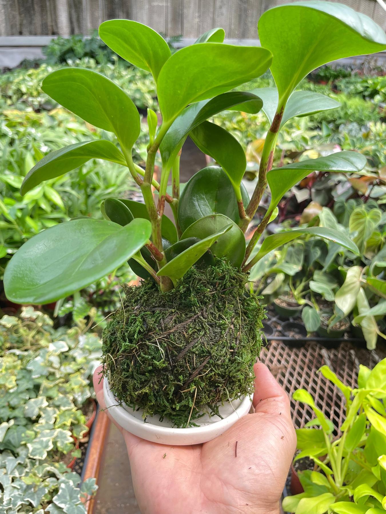 Peperomia Thailand Kokedama-The Succulent Source