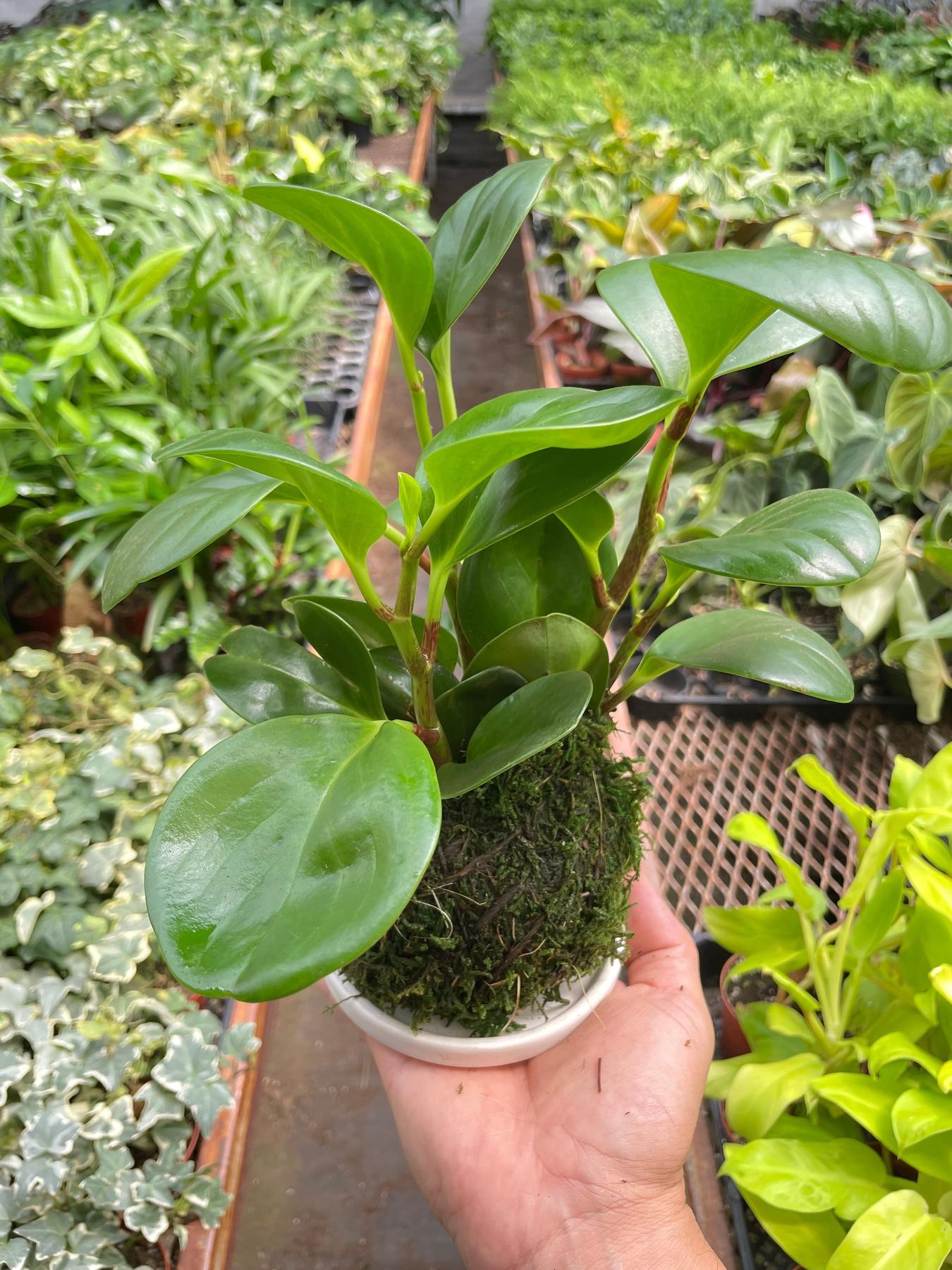 Peperomia Thailand Kokedama-The Succulent Source