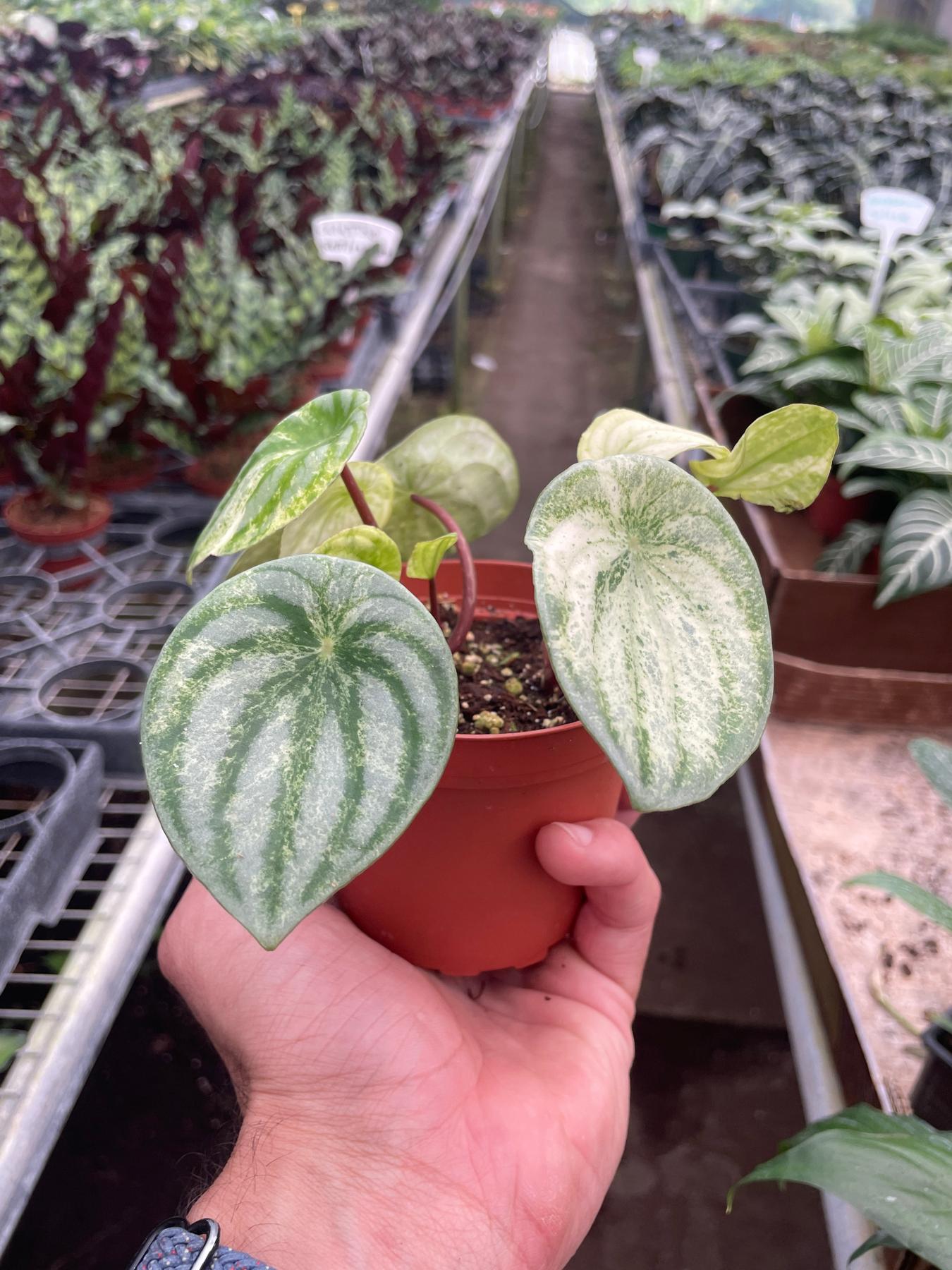 Peperomia 'Watermelon Variegated'-Indoor Plants-The Succulent Source