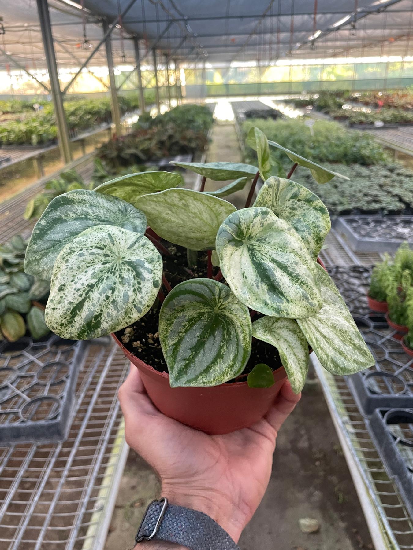 watermelon plant indoor Peperomia 'Watermelon Variegated'