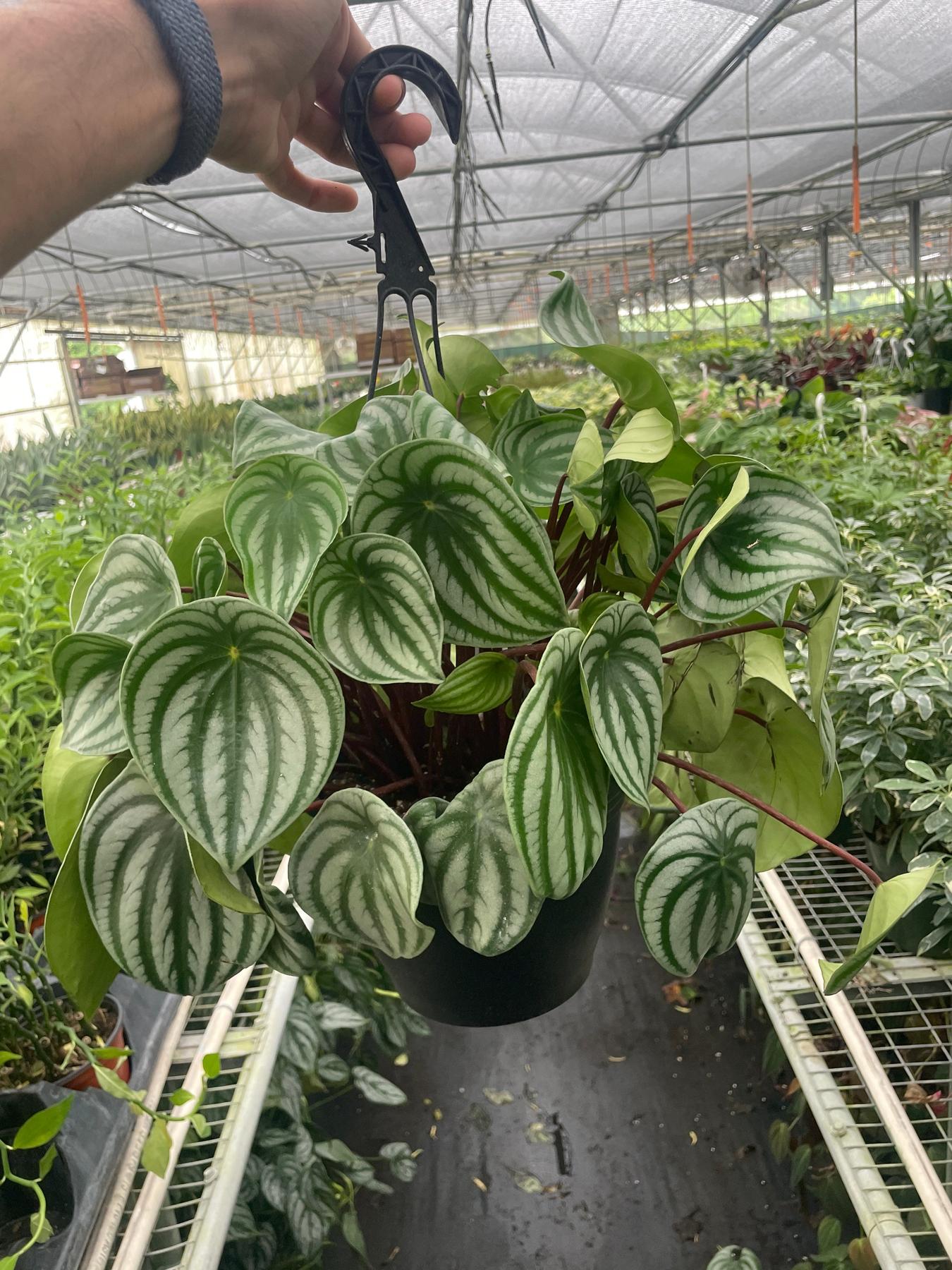Peperomia 'Watermelon Variegated'-Indoor Plants-The Succulent Source