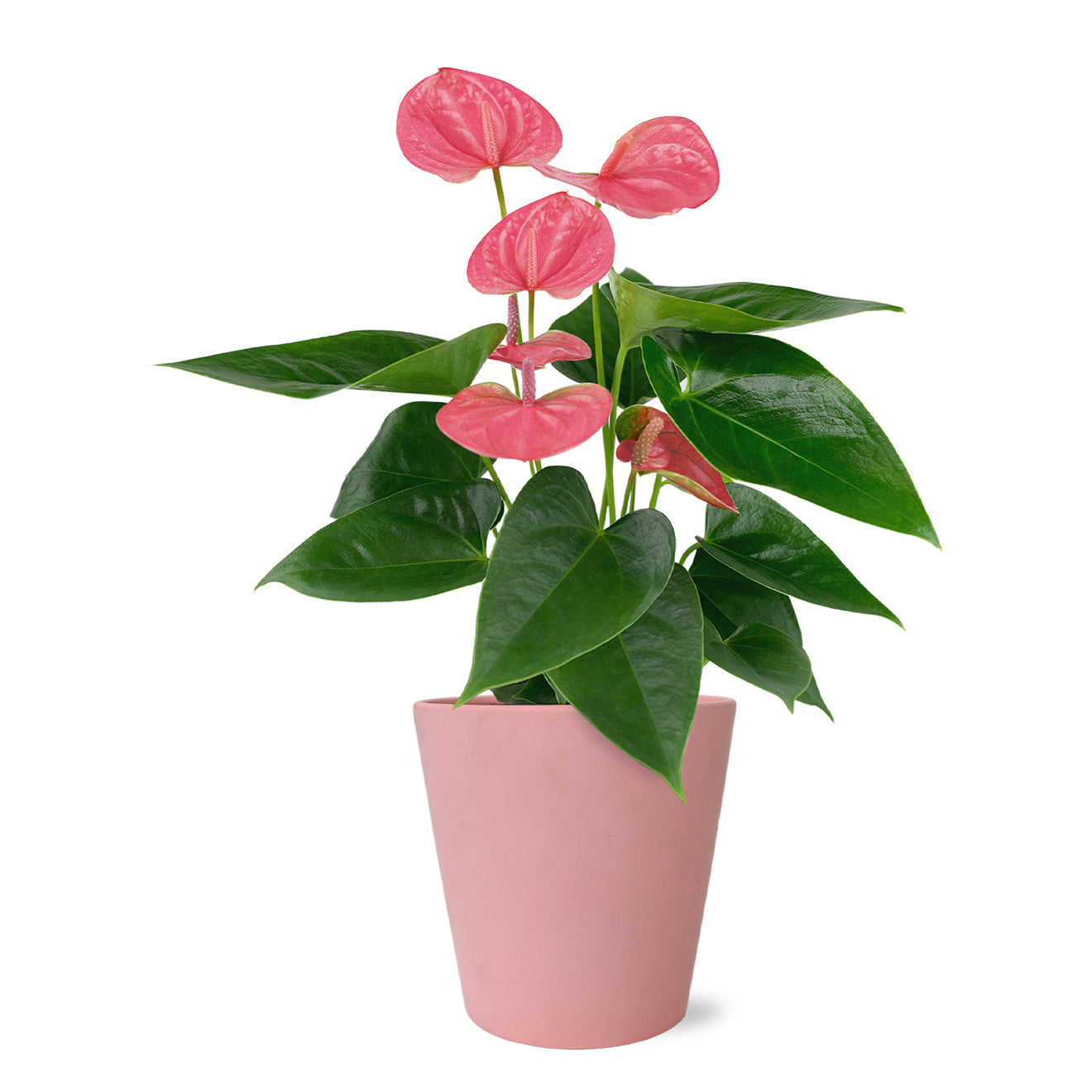 Perfectly Pink Anthurium-The Succulent Source