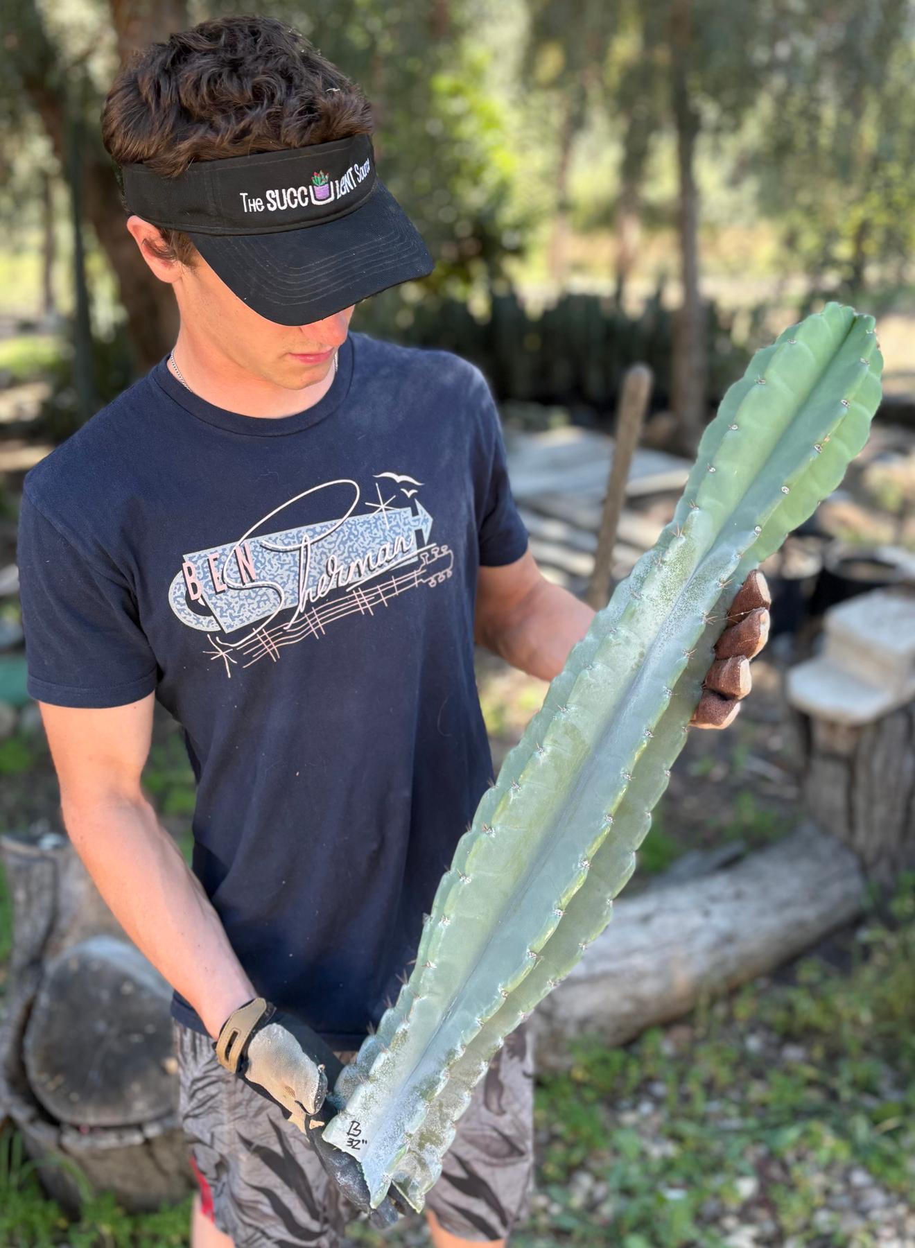 Peruvian Apple Cactus aka Cereus Peruvianus & Monstrose Potted & Cuttings
