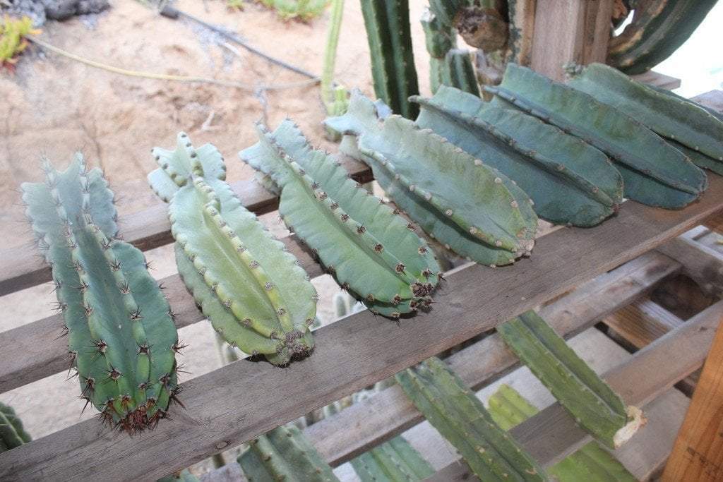 Cereus Peruvianus & Monstrose aka Peruvian Apple Ornamental Cactus Cuttings-Cactus - Cutting-The Succulent Source