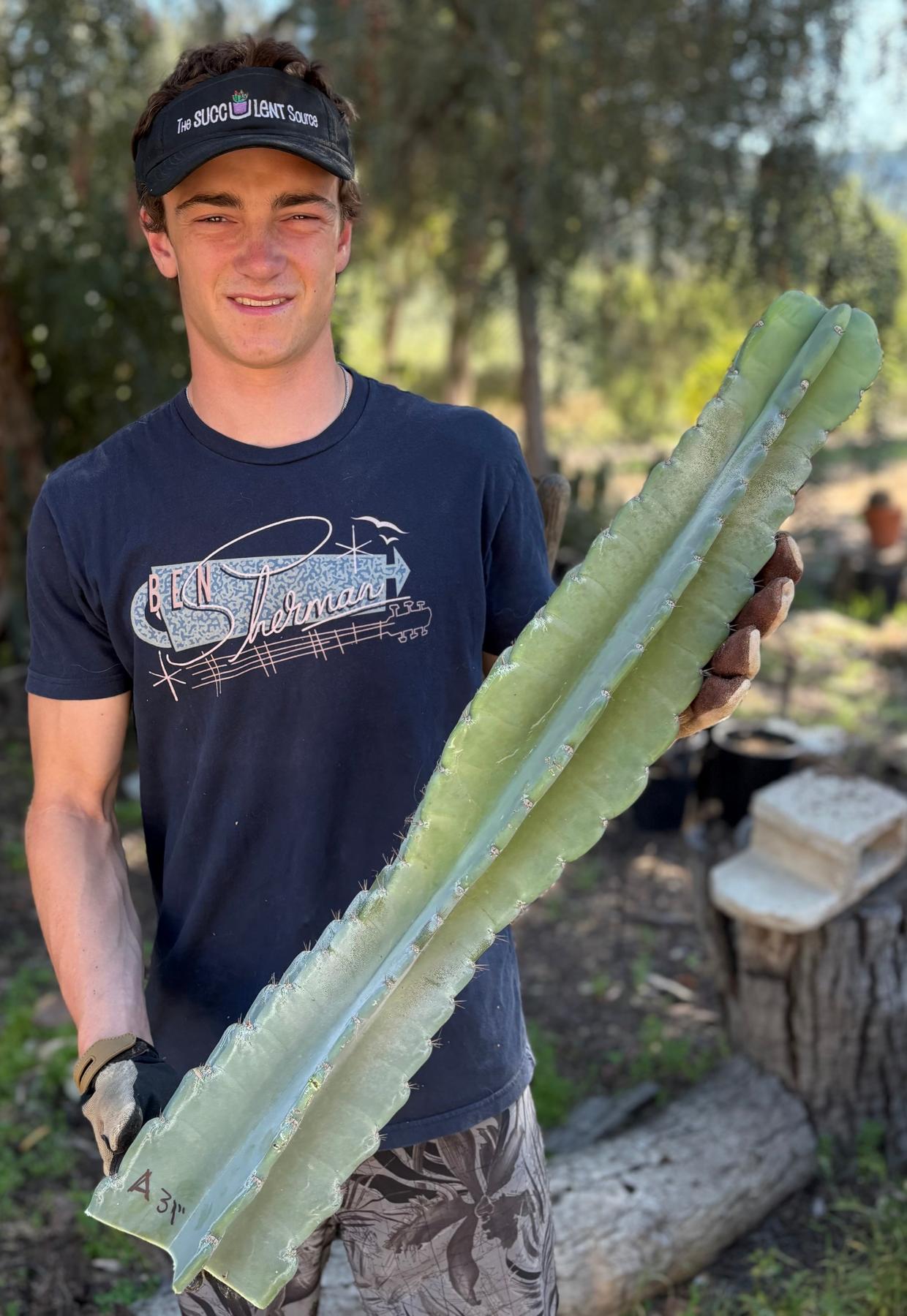 Peruvian Apple Cactus aka Cereus Peruvianus & Monstrose Potted & Cuttings-Cactus - Cutting-The Succulent Source