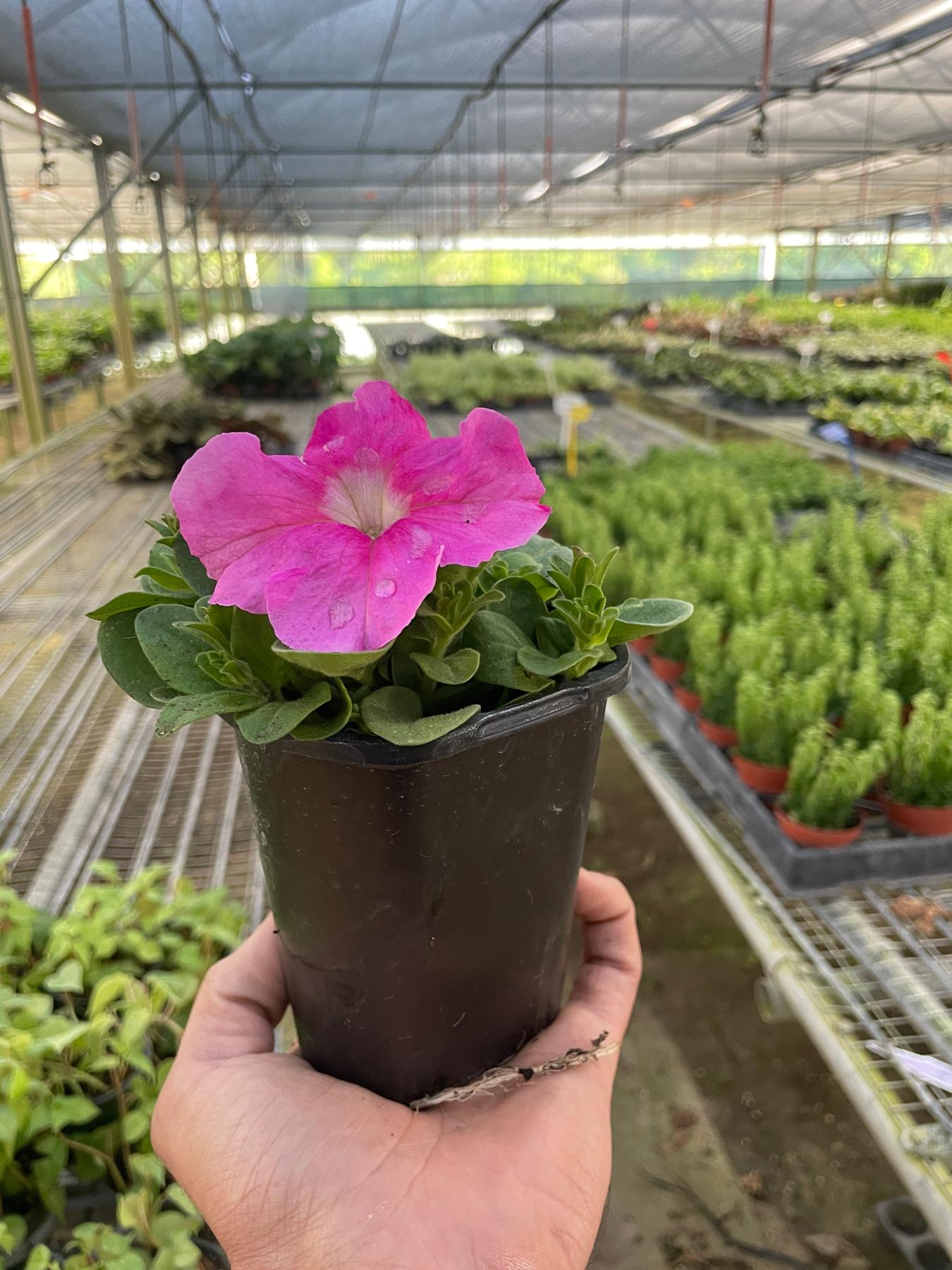 Petunia-Flowering-The Succulent Source