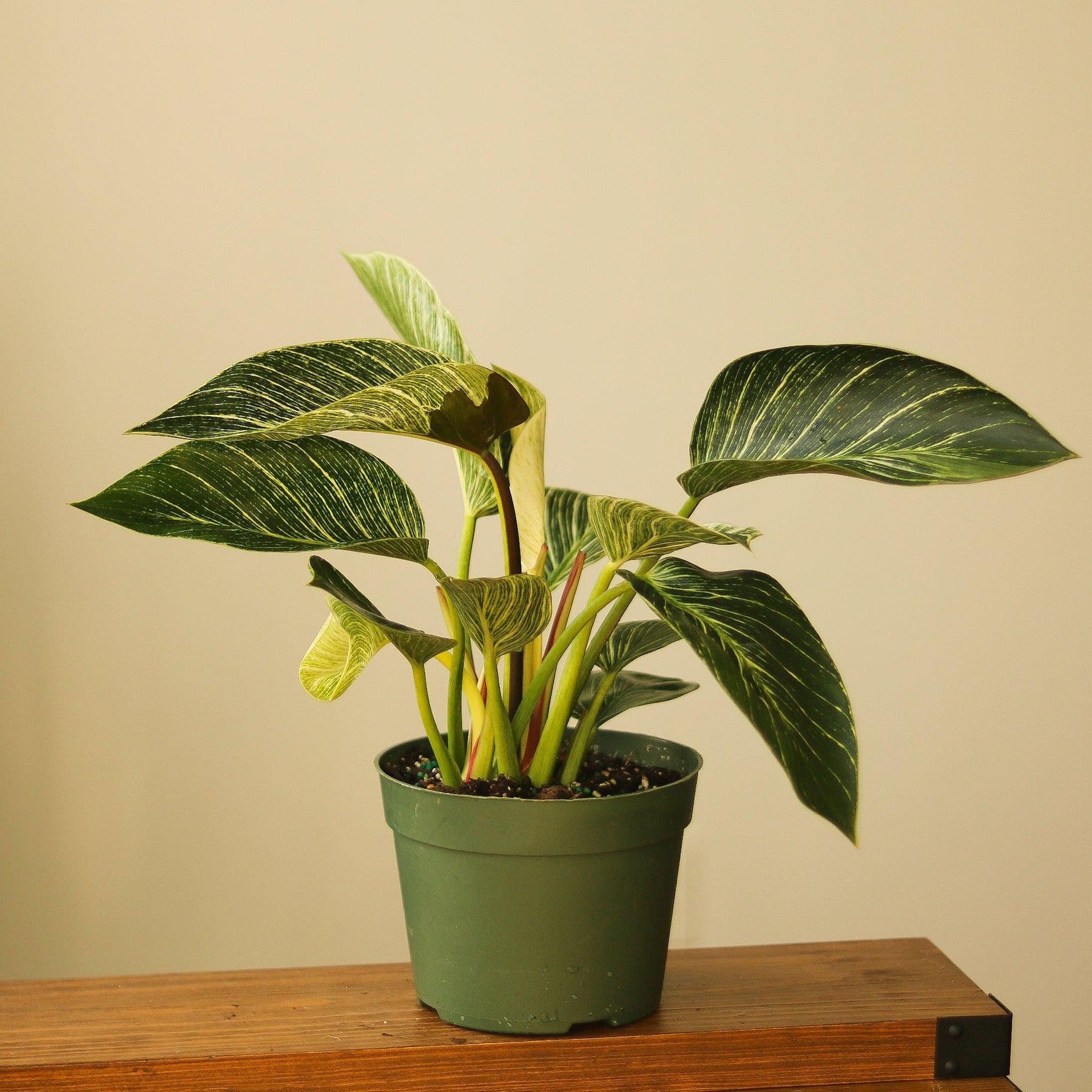 Philodendron 'Birkin' - Tropical Plant with Variegated Foliage-Potted Houseplants-The Succulent Source