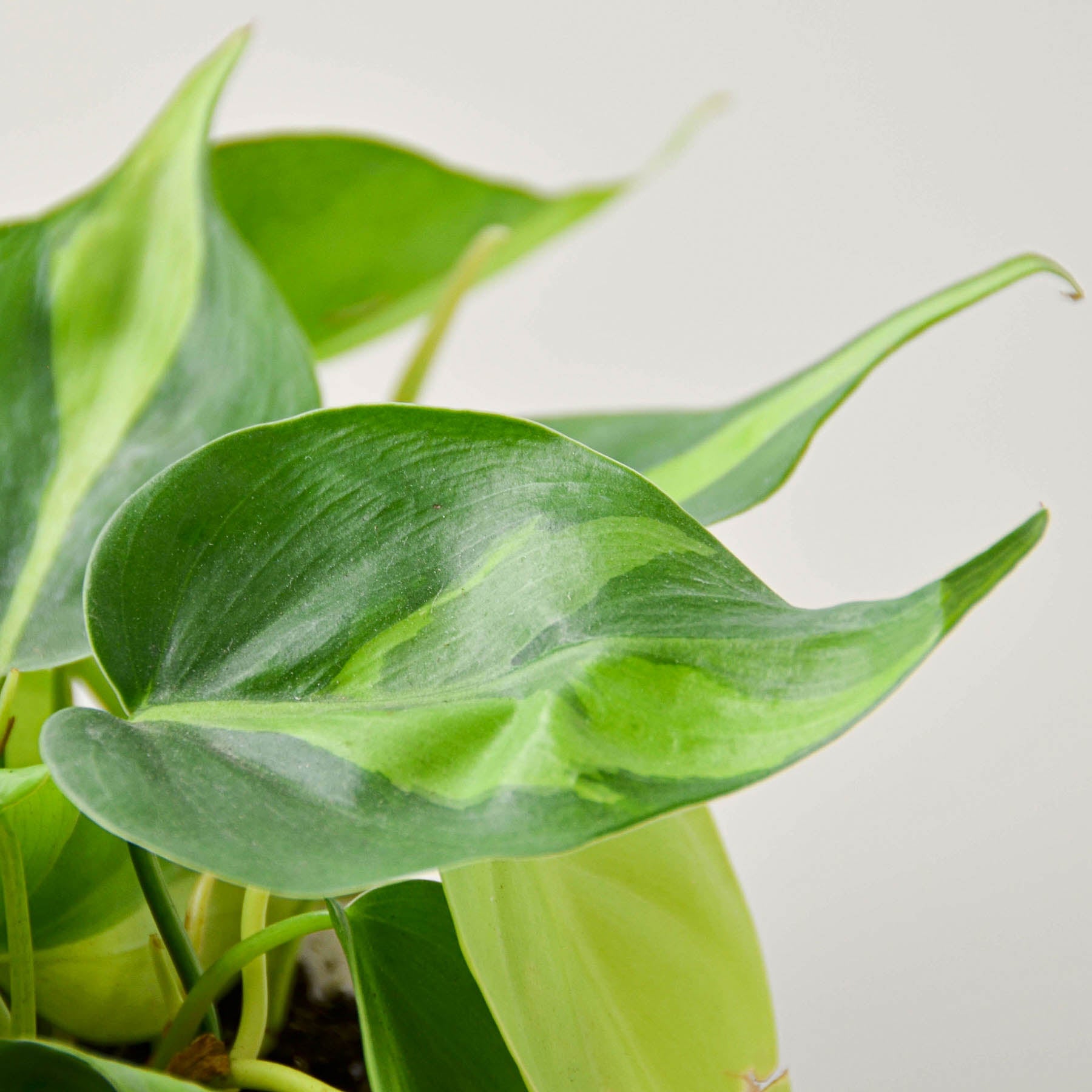 Philodendron 'Brasil'-Indoor Plants-The Succulent Source