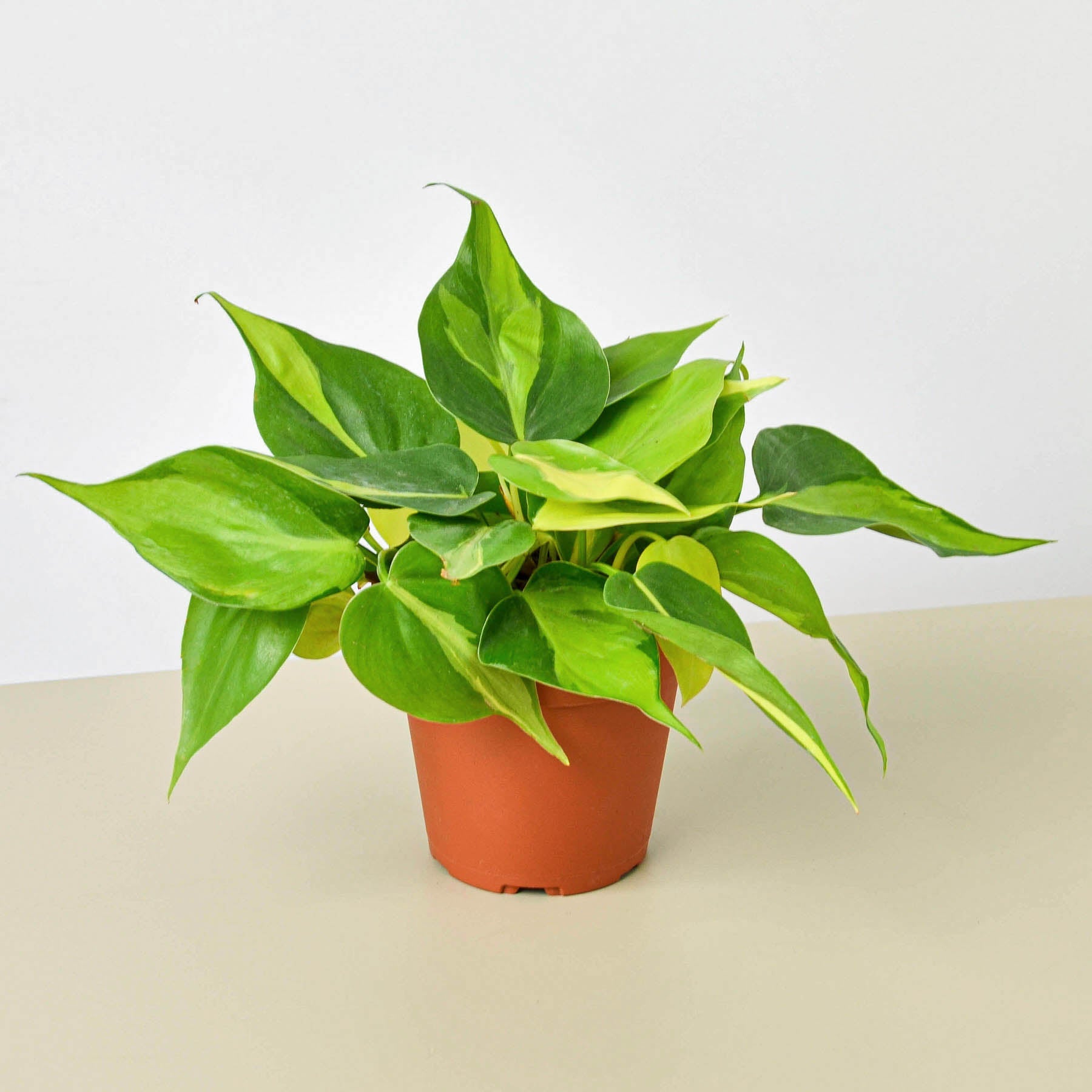 Philodendron 'Brasil'-Indoor Plants-The Succulent Source