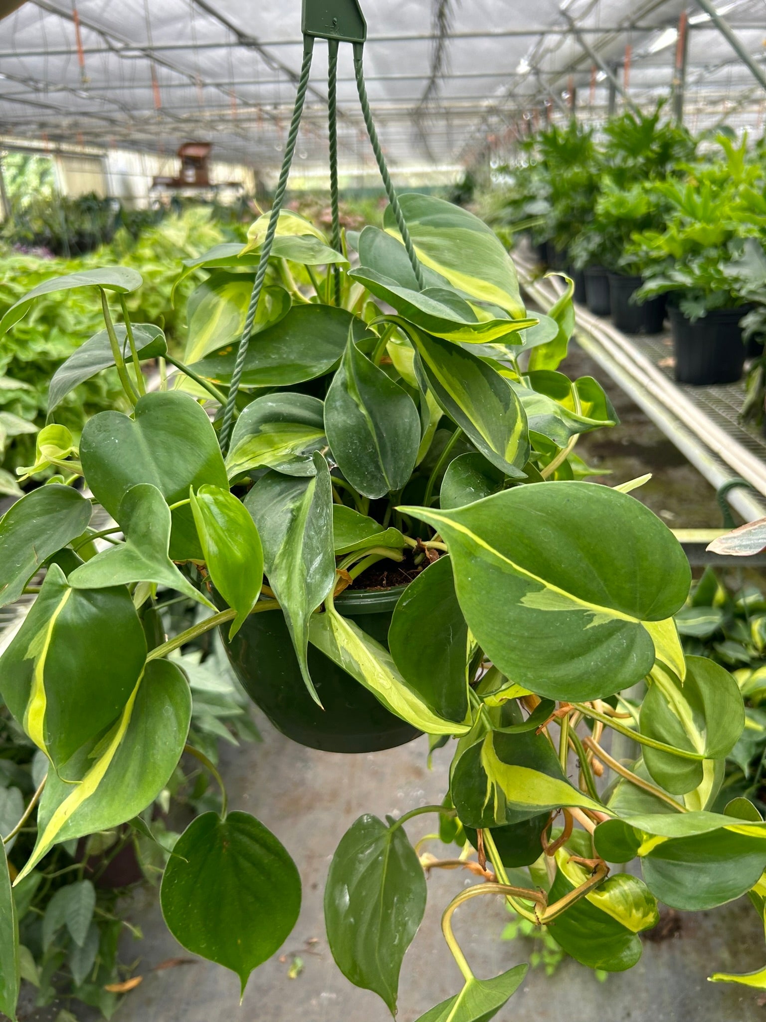 Philodendron 'Brasil'-Indoor Plants-The Succulent Source