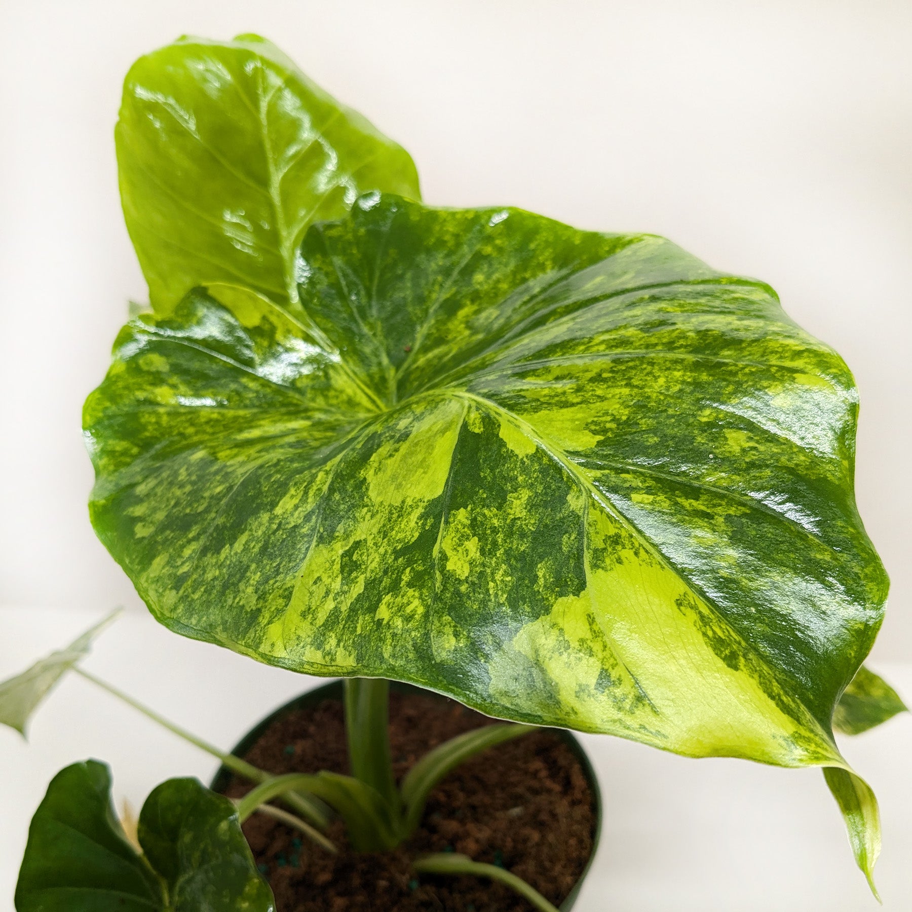 Philodendron Burle Marx Albo-Indoor Plants-The Succulent Source