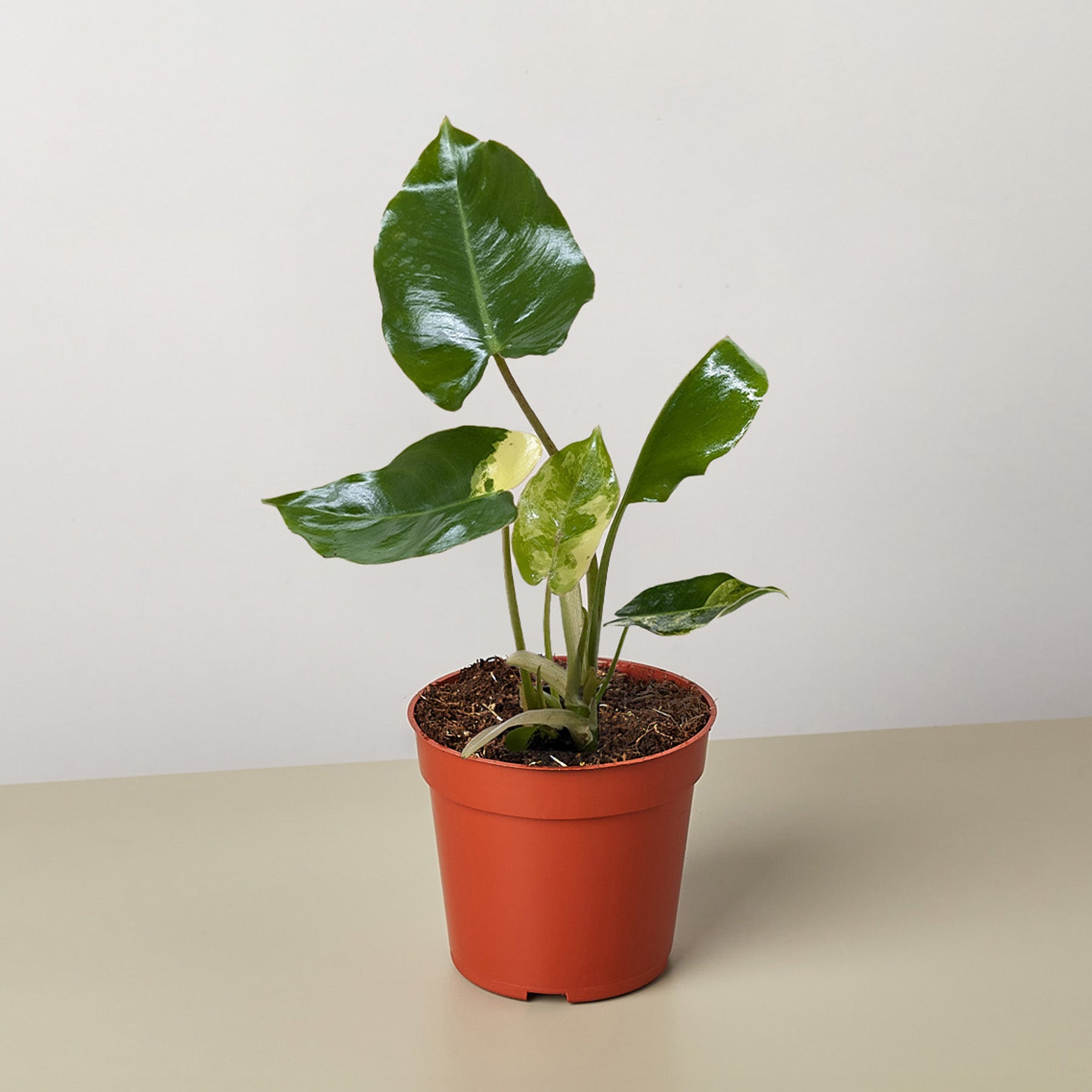 albo philodendron price Philodendron Burle Marx Albo
