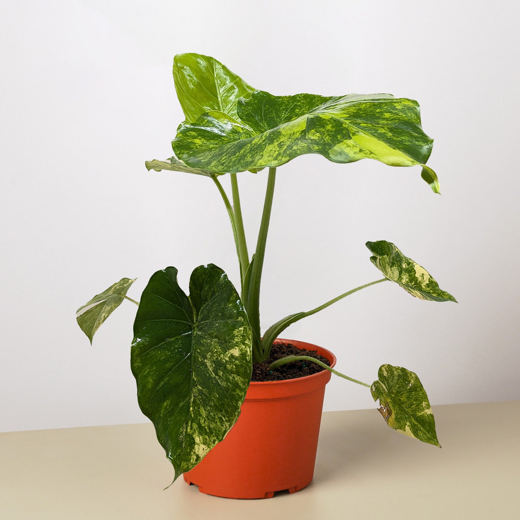 Philodendron Burle Marx Albo-Indoor Plants-The Succulent Source