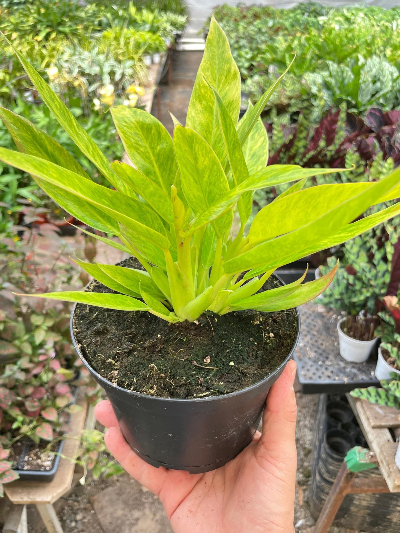 Philodendron 'Calkins Gold'-Indoor Plants-The Succulent Source