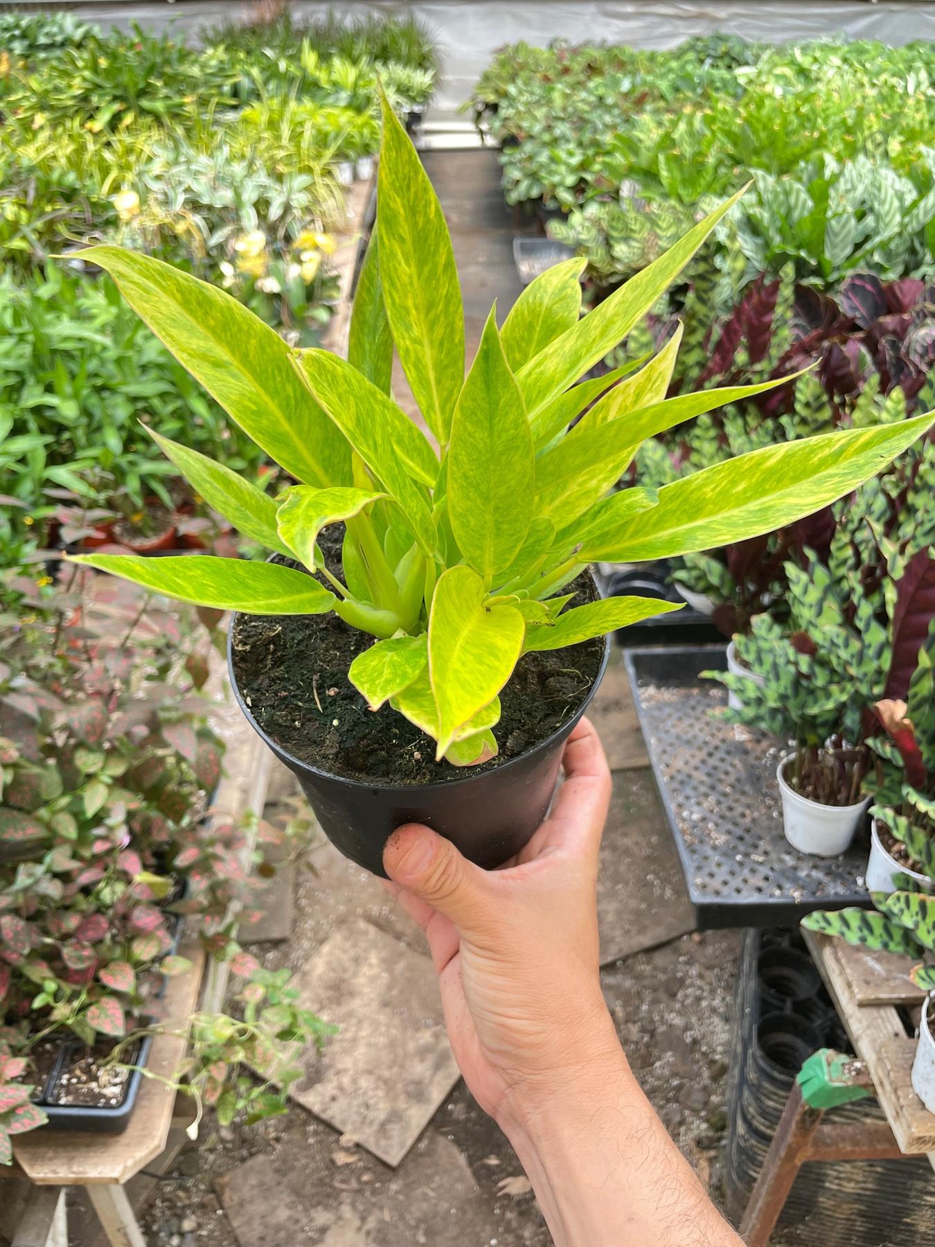 Philodendron 'Calkins Gold'-Indoor Plants-The Succulent Source