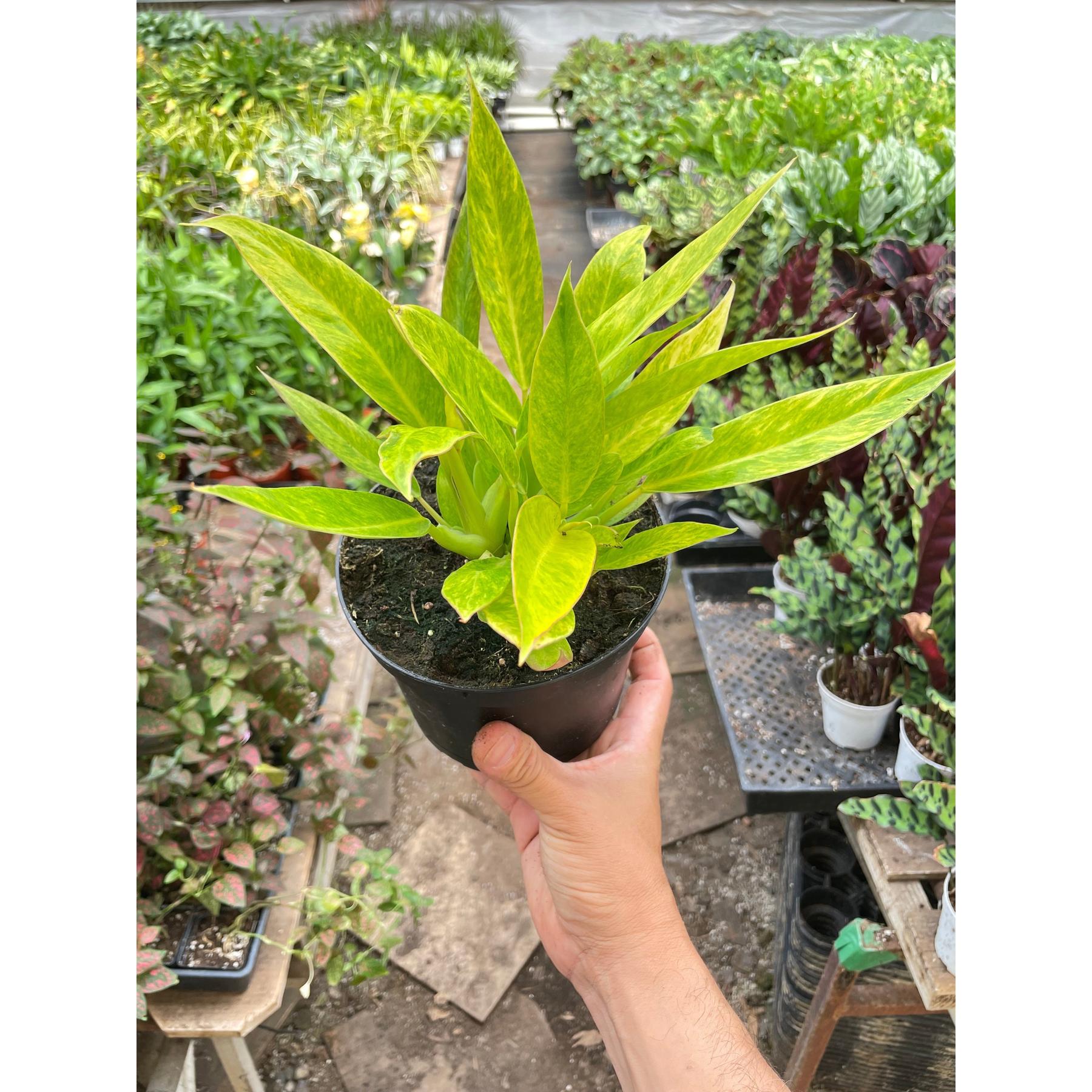 Philodendron 'Calkins Gold'-Indoor Plants-The Succulent Source