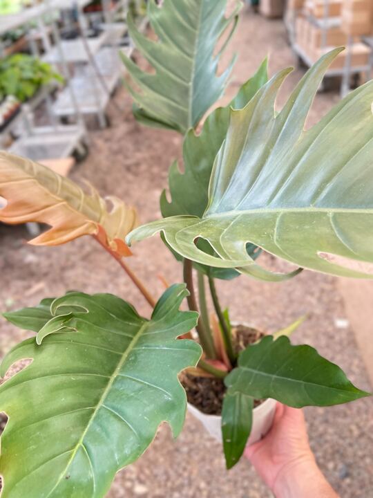 philodendron stenolobum common name Philodendron Caramel Pluto