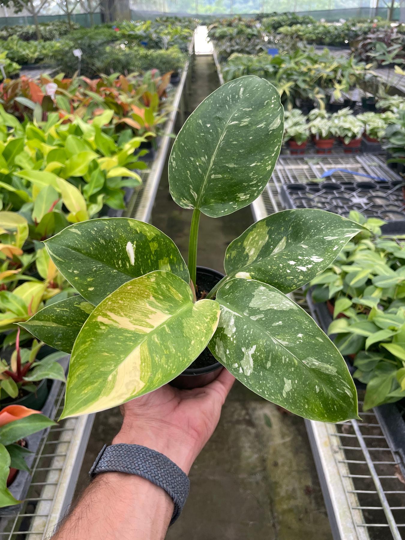 Philodendron 'Congo Nuclear'-Indoor Plants-The Succulent Source