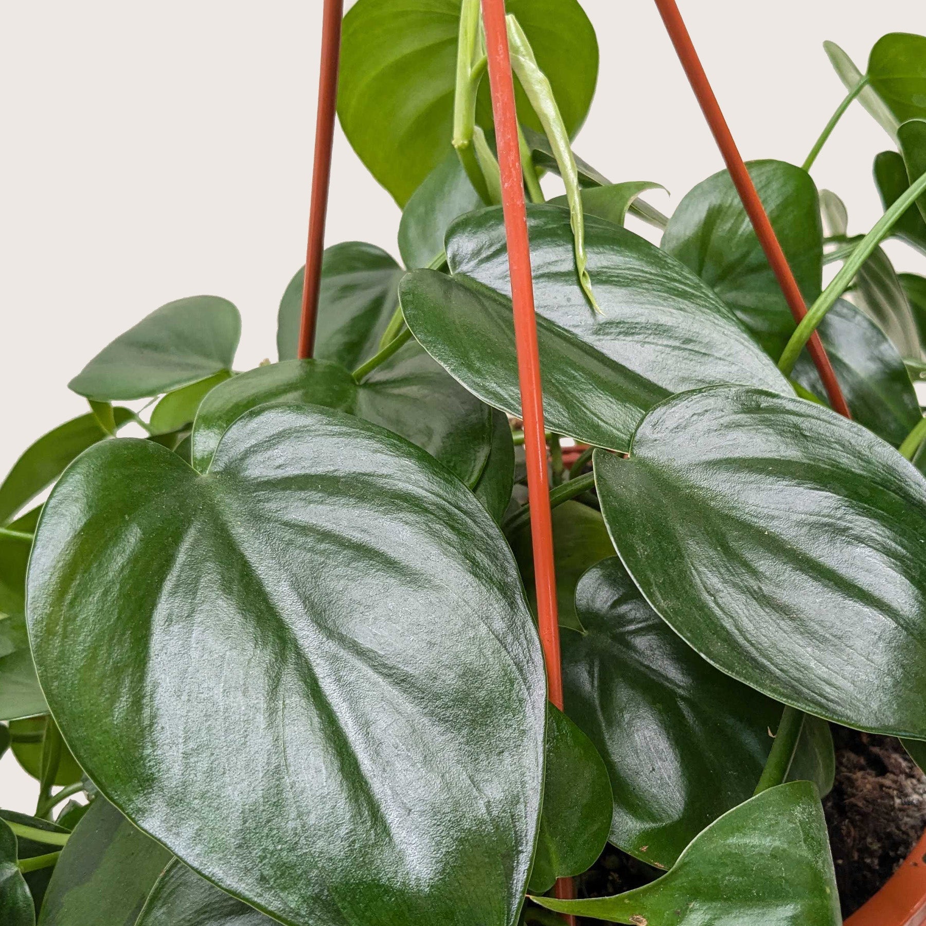 Philodendron Cordatum 'Heartleaf'-Indoor Plants-The Succulent Source