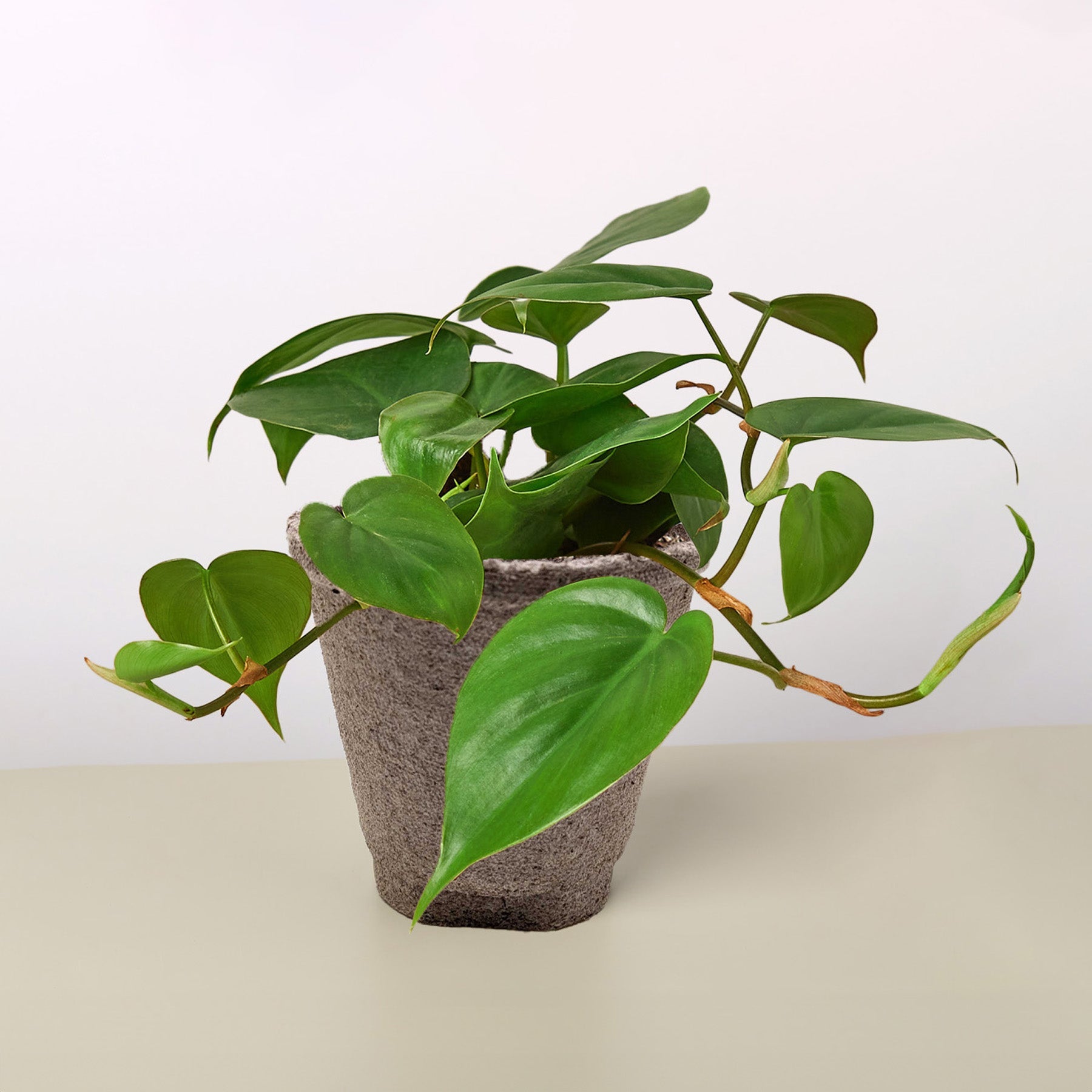 Philodendron Cordatum 'Heartleaf'-Indoor Plants-The Succulent Source