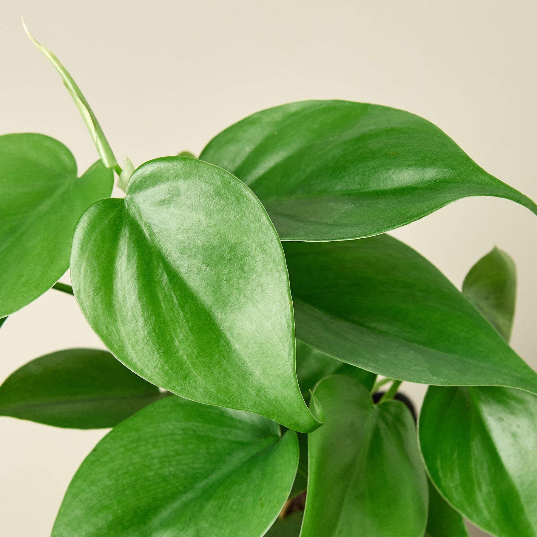 Philodendron Cordatum 'Heartleaf'-Indoor Plants-The Succulent Source