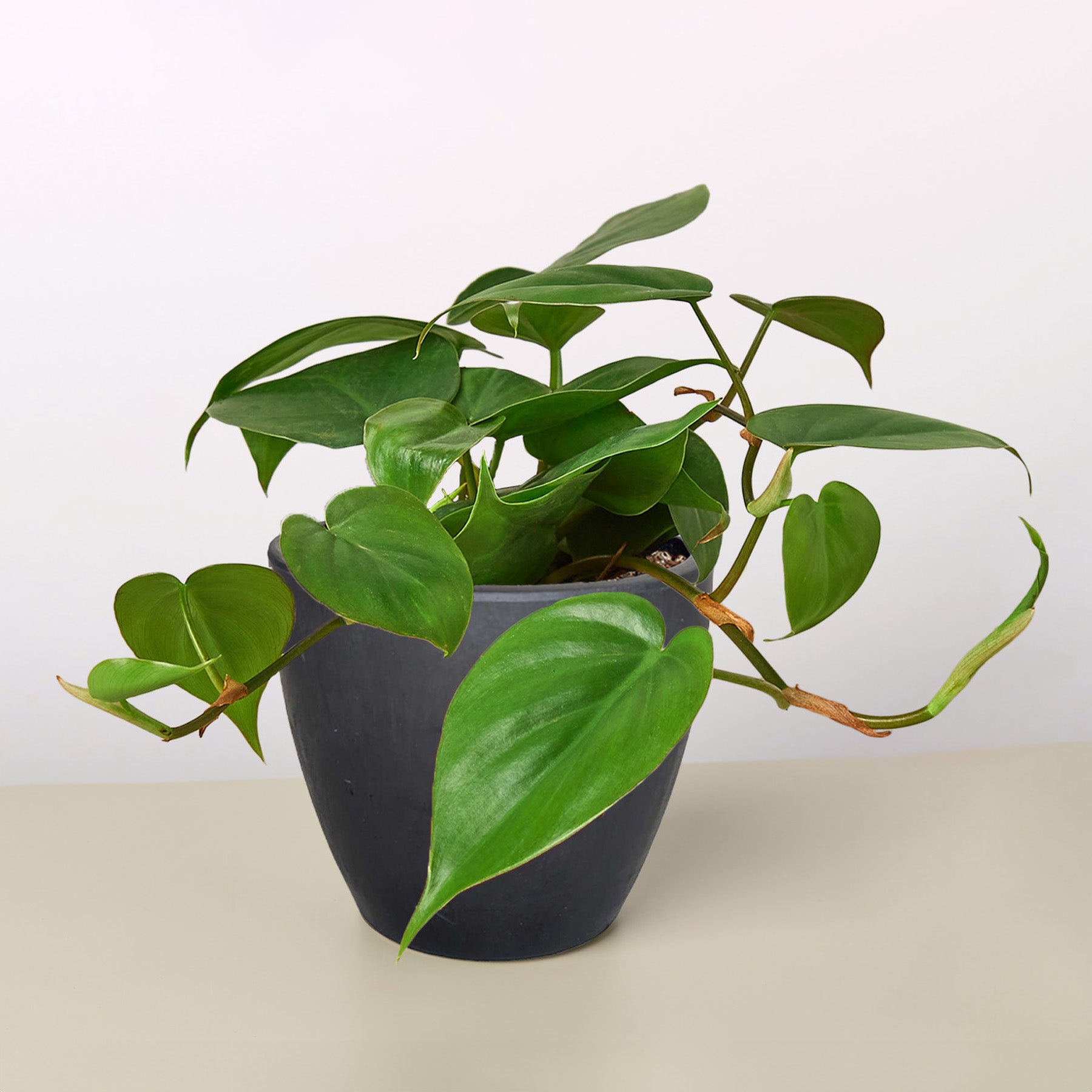 Philodendron Cordatum 'Heartleaf'-Indoor Plants-The Succulent Source