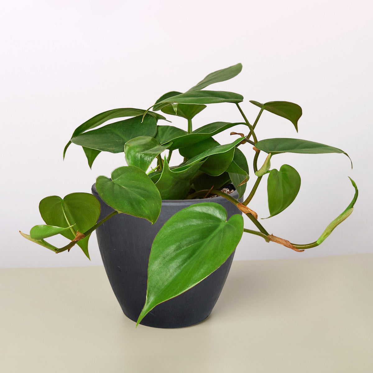 Philodendron Cordatum 'Heartleaf'-Indoor Plants-The Succulent Source
