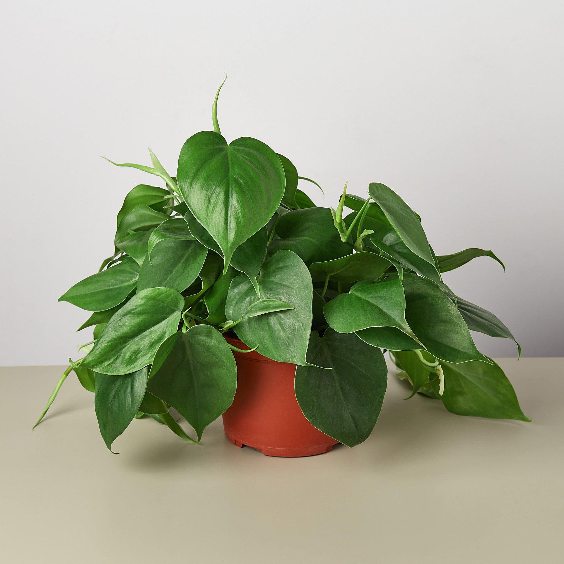 Philodendron Cordatum 'Heartleaf'-Indoor Plants-The Succulent Source