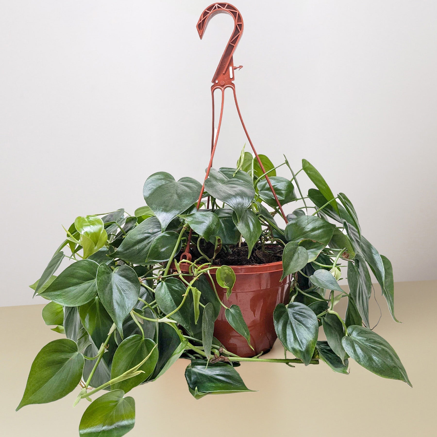 Philodendron Cordatum 'Heartleaf'-Indoor Plants-The Succulent Source