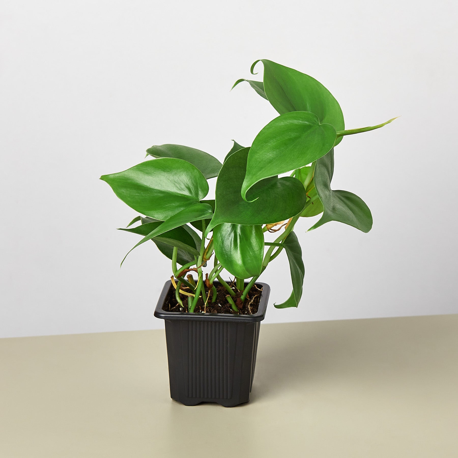 Philodendron Cordatum 'Heartleaf'-Indoor Plants-The Succulent Source
