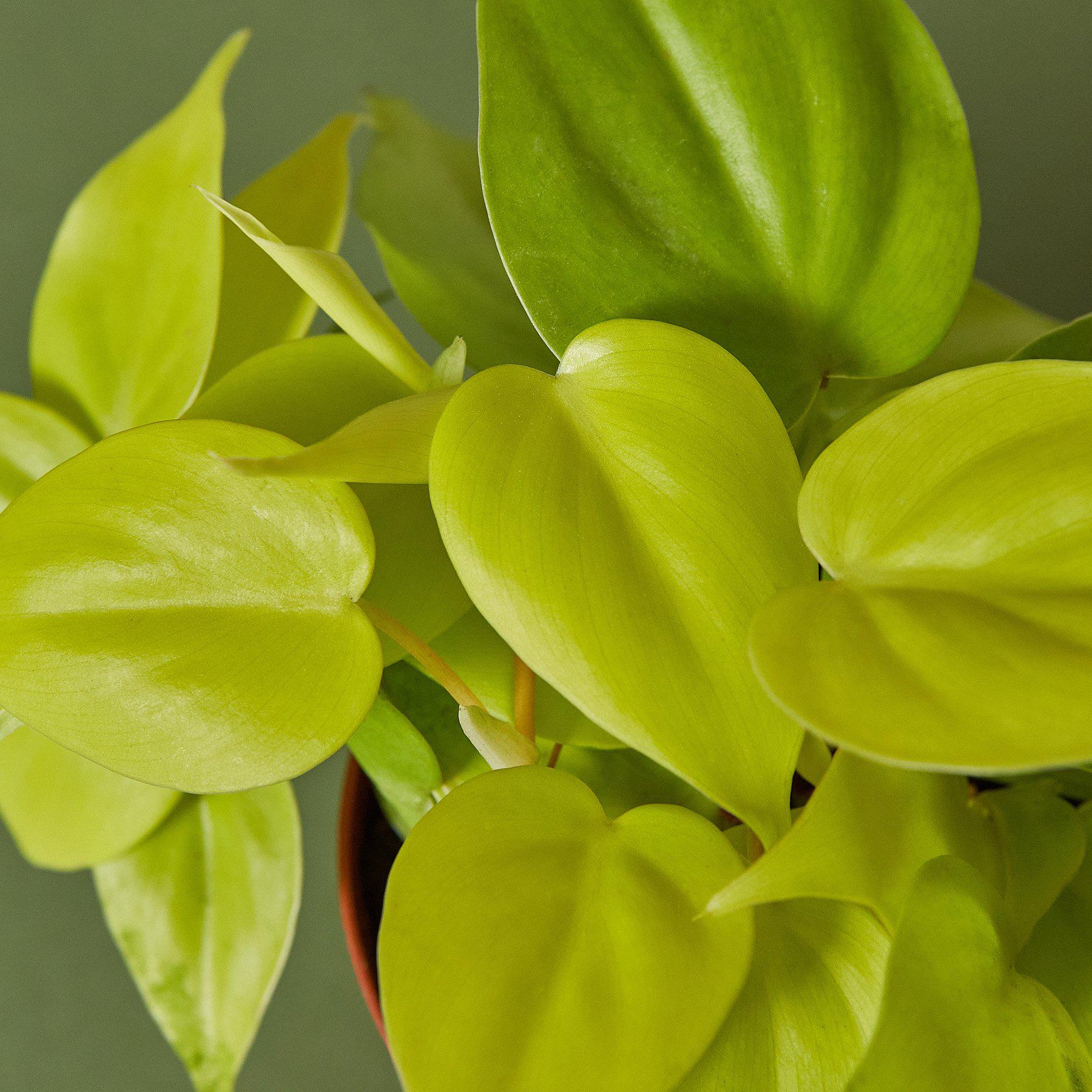 Philodendron Cordatum 'Neon'-Indoor Plants-The Succulent Source