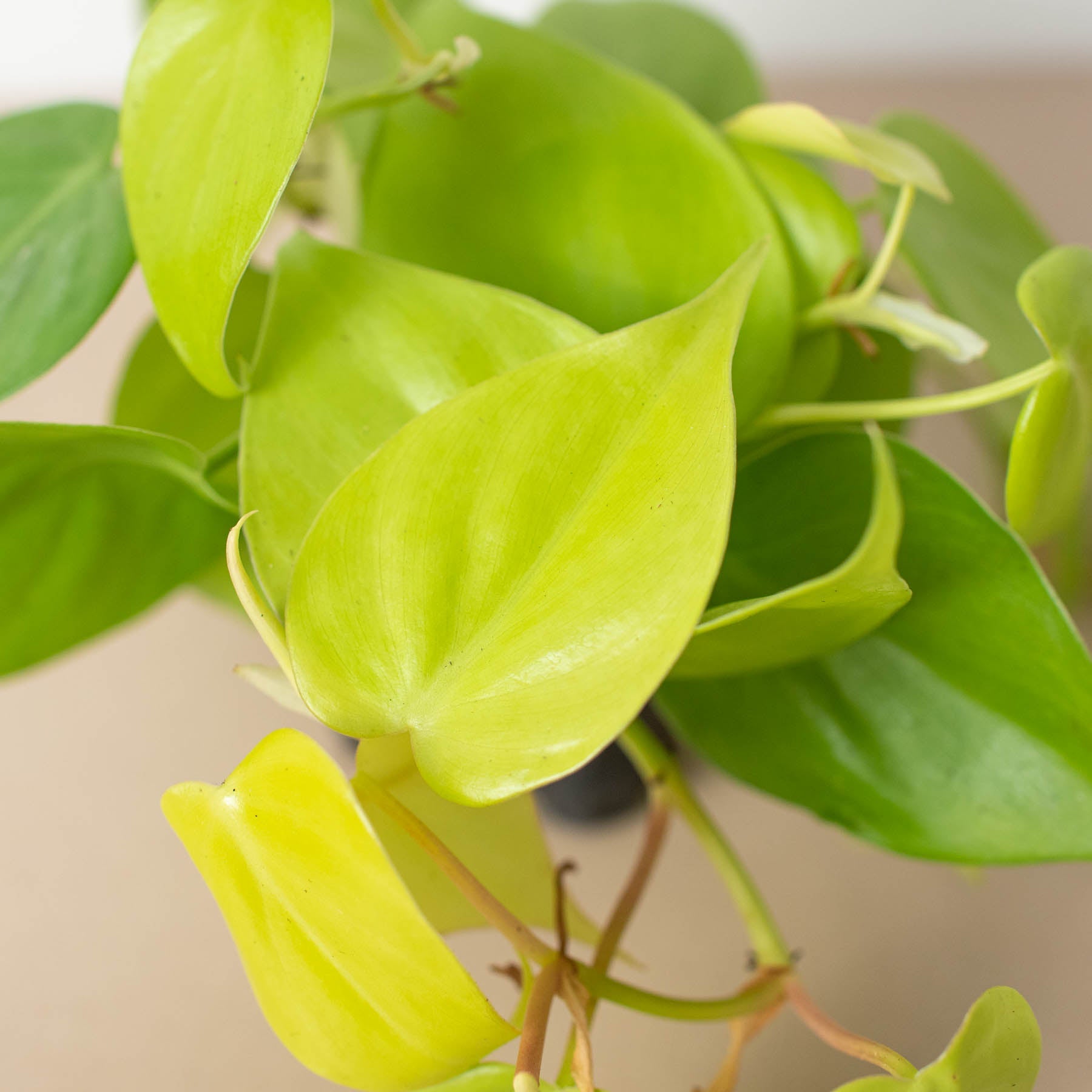 Philodendron Cordatum 'Neon'-Indoor Plants-The Succulent Source