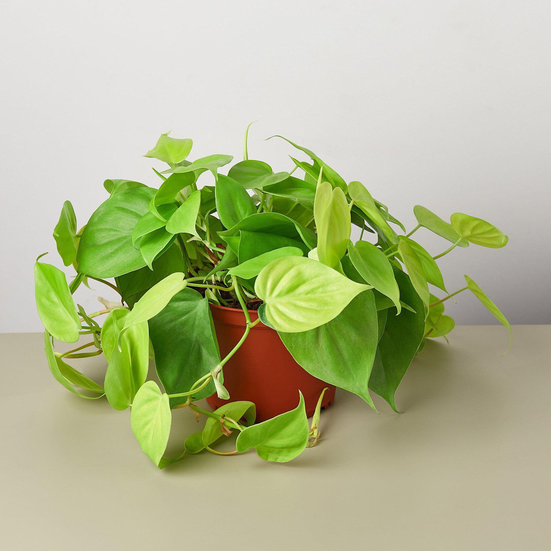 Philodendron Cordatum 'Neon'-Indoor Plants-The Succulent Source