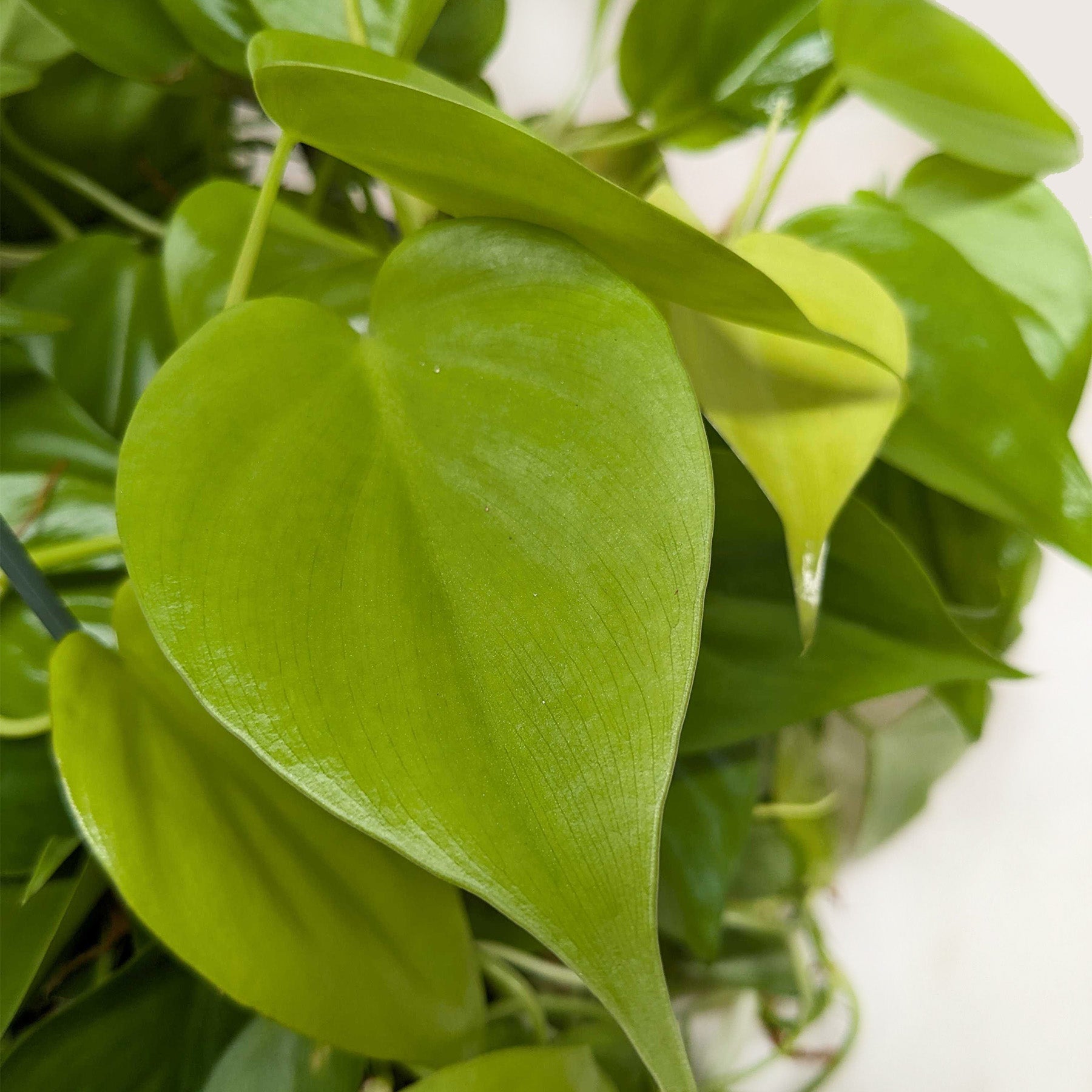 Philodendron Cordatum 'Neon'-Indoor Plants-The Succulent Source