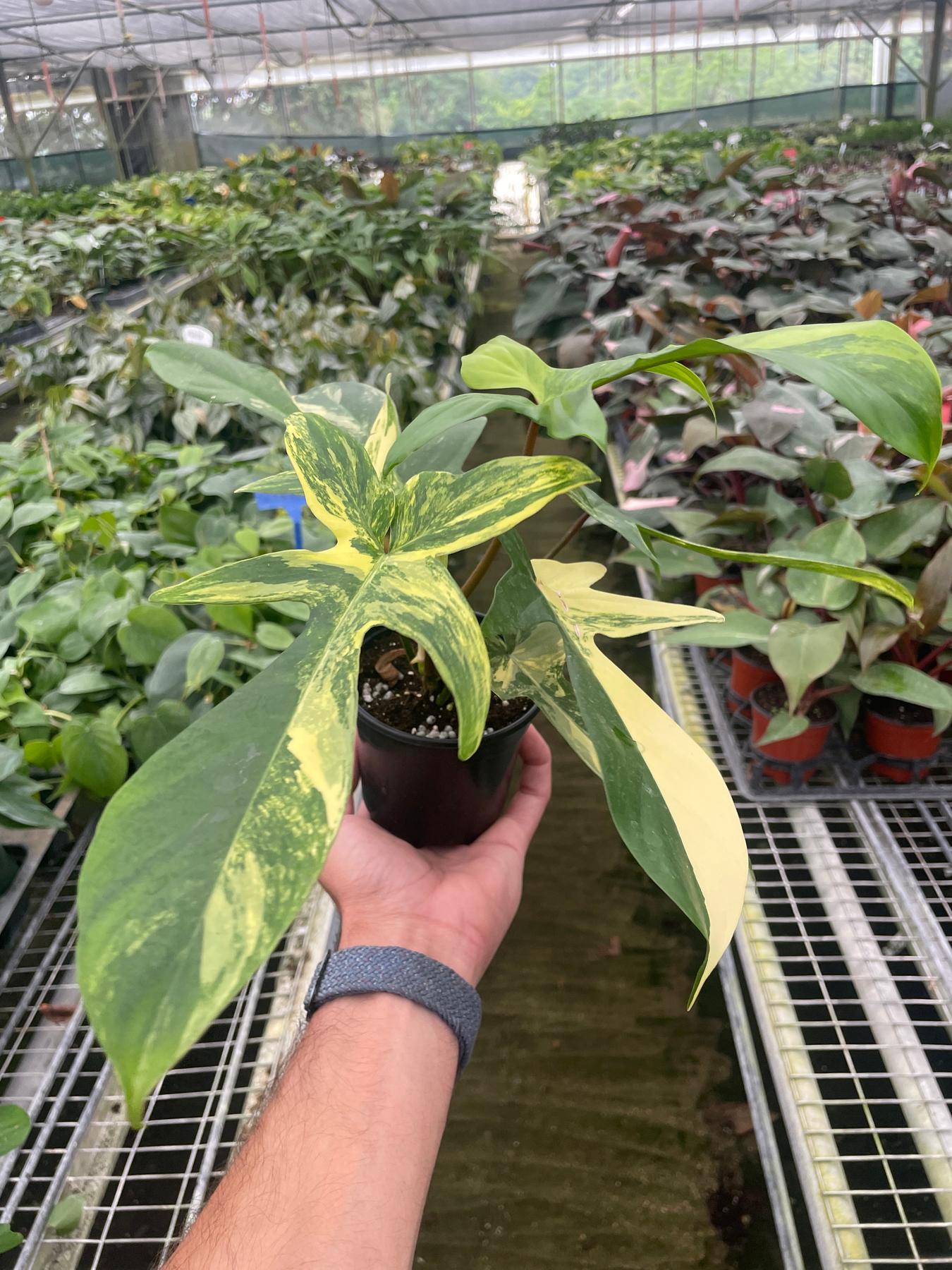 Philodendron Florida Beauty Variegated-Indoor Plants-The Succulent Source