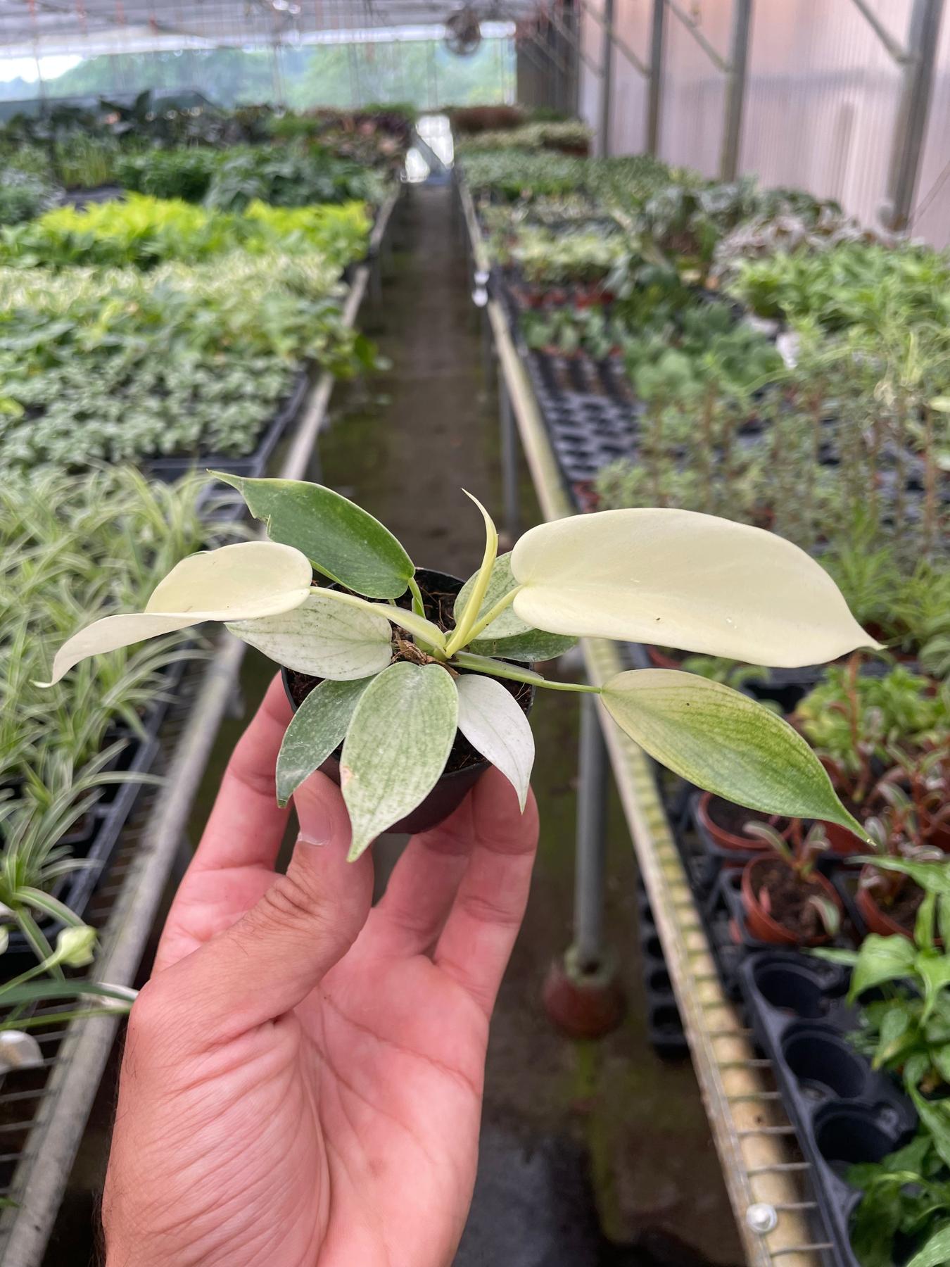 Philodendron 'Florida Ghost'-Indoor Plants-The Succulent Source